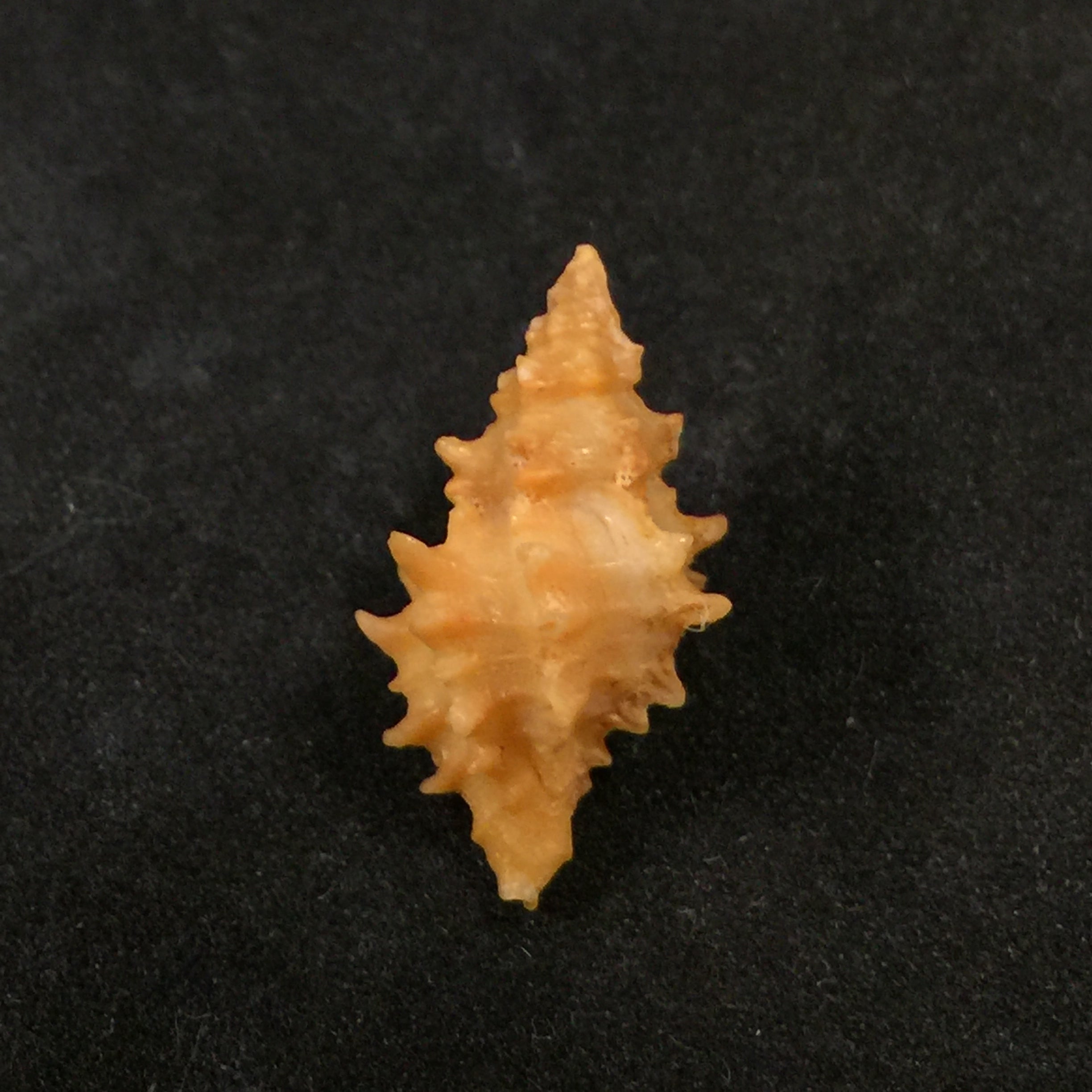 Muricopsis josei Vokes, 1994 - 22,3毫米
