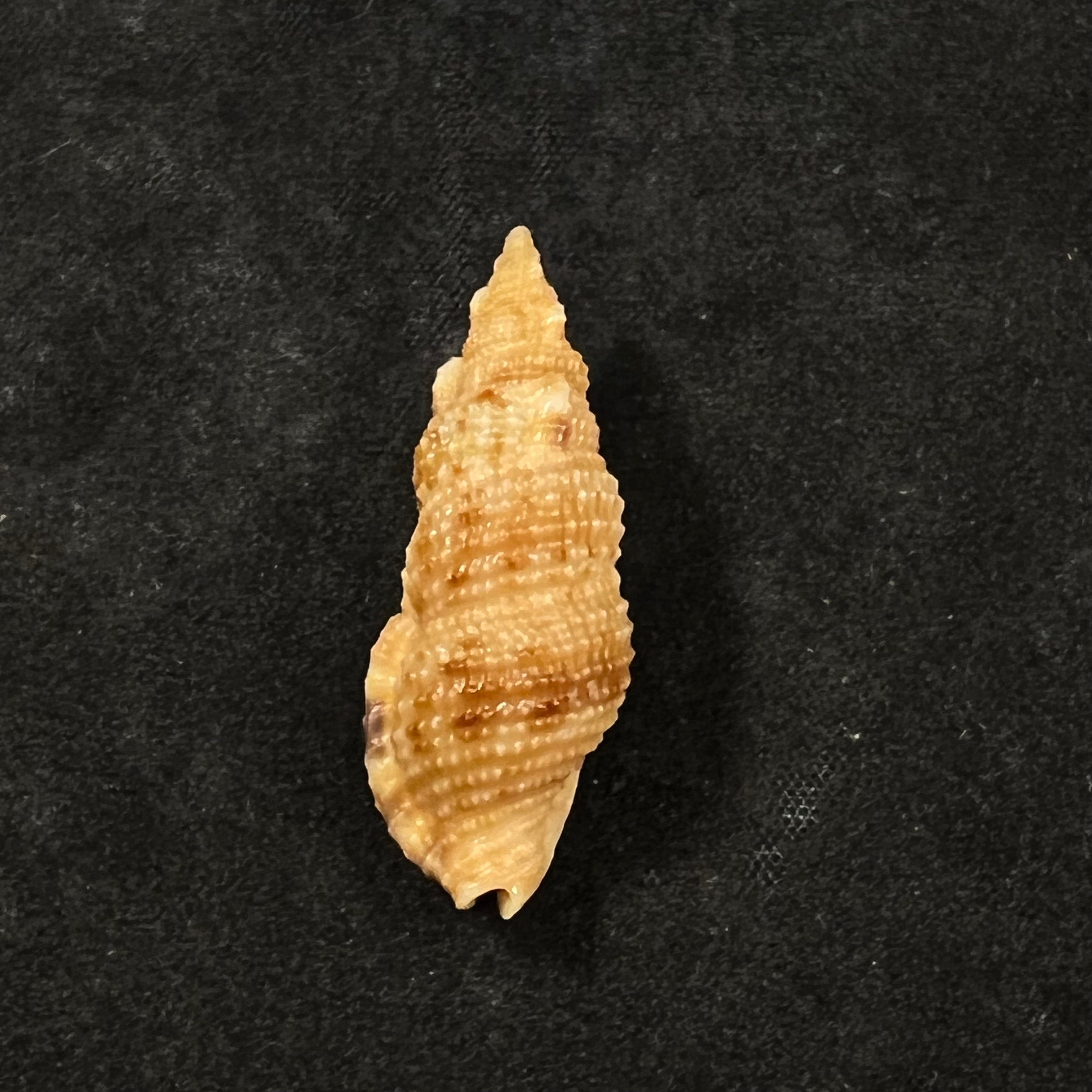 Colubraria testacea (Mörch, 1877) - 35,3mm