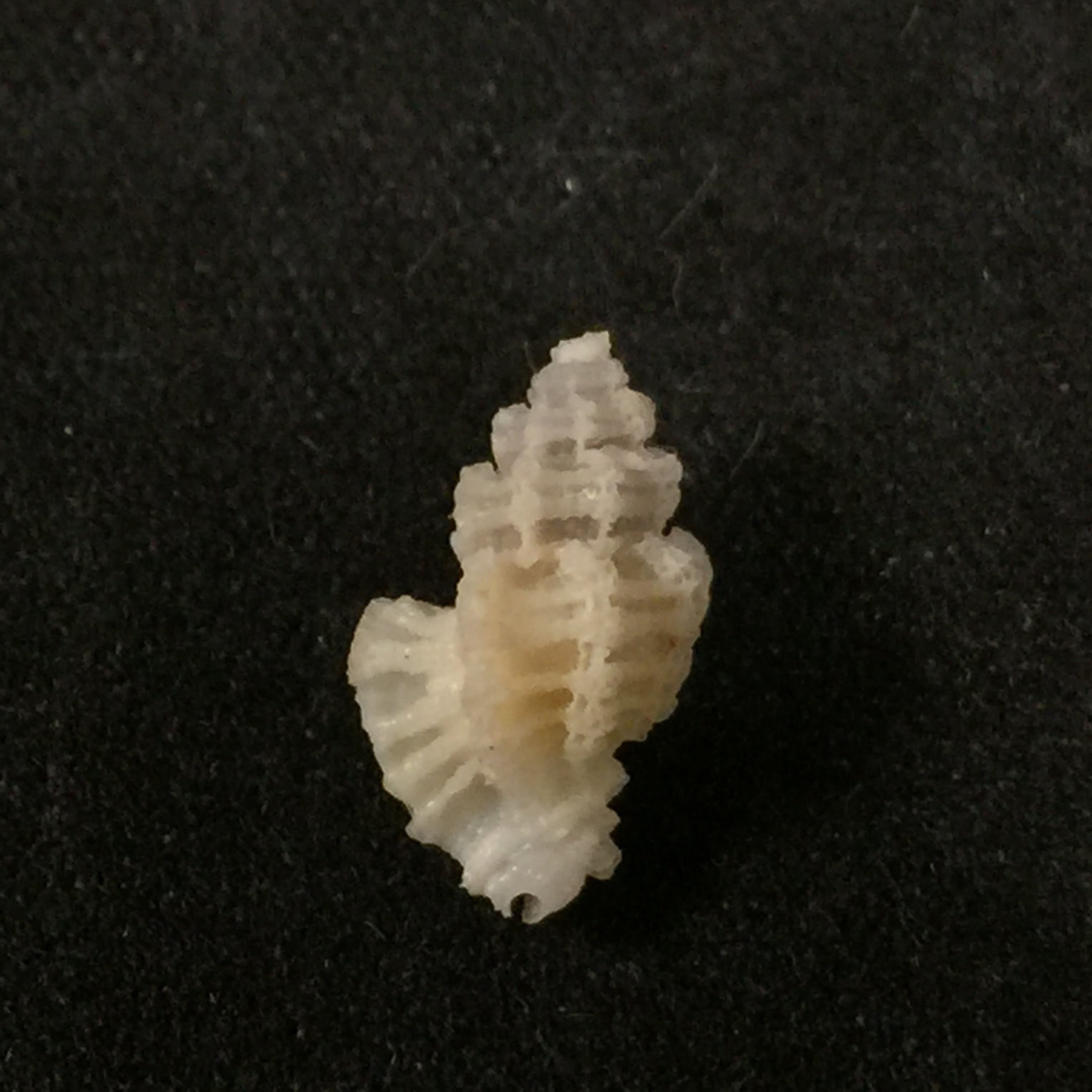 Favartia alveata (Kiener, 1842) - 11,6mm