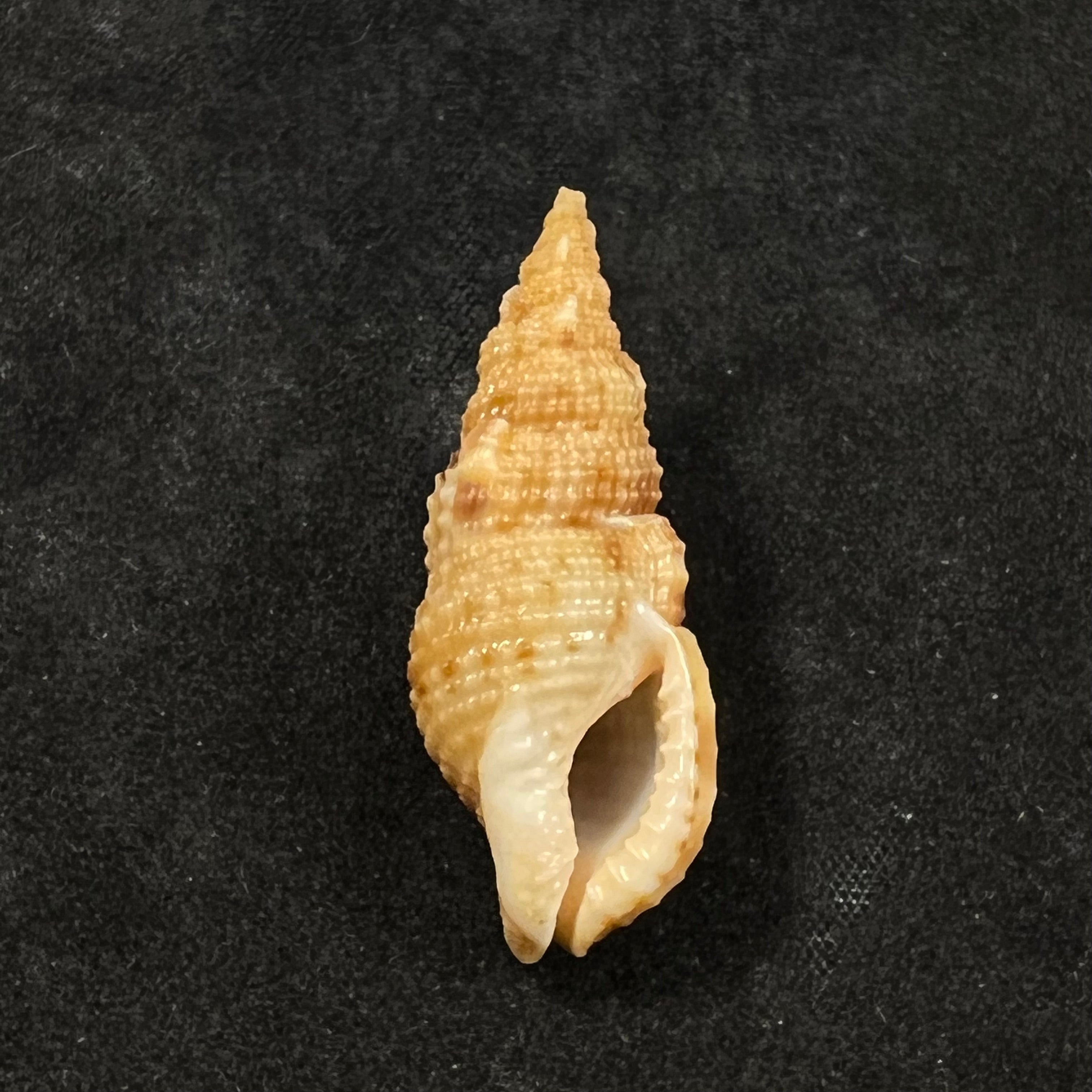 Colubraria testacea (Mörch, 1877) - 35,3mm