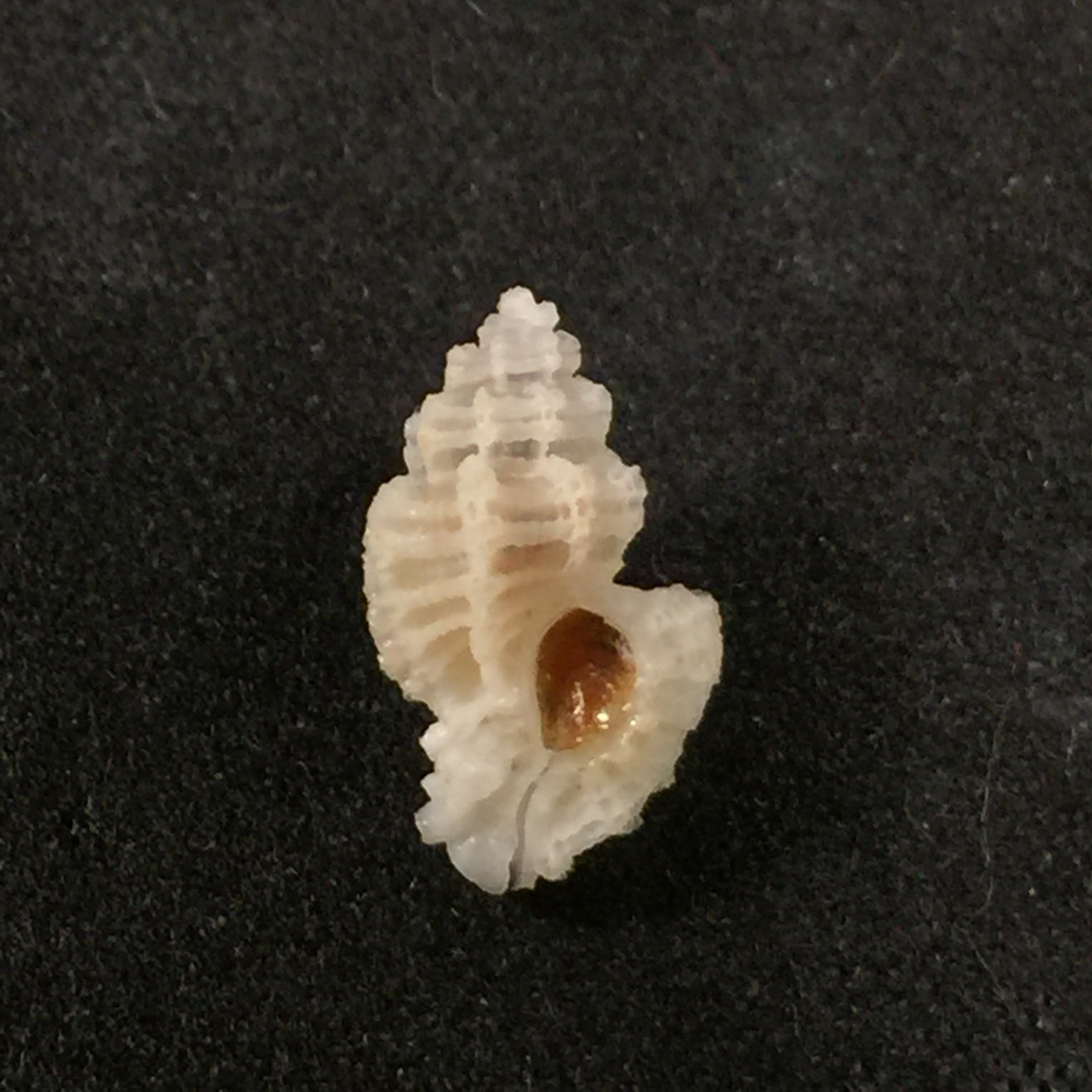 Favartia alveata (Kiener, 1842) - 11,6mm