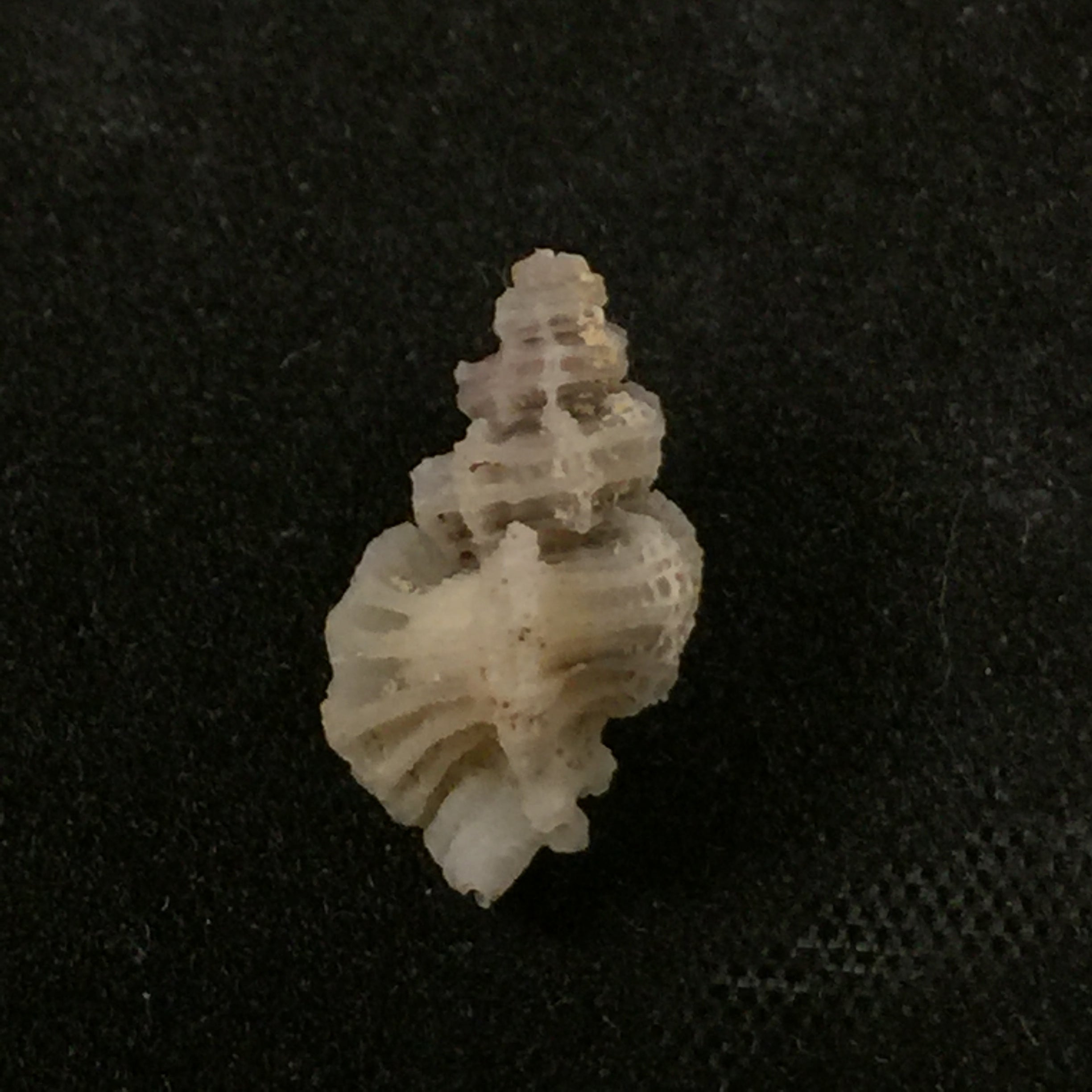 Favartia alveata (基纳, 1842) - 13,1mm