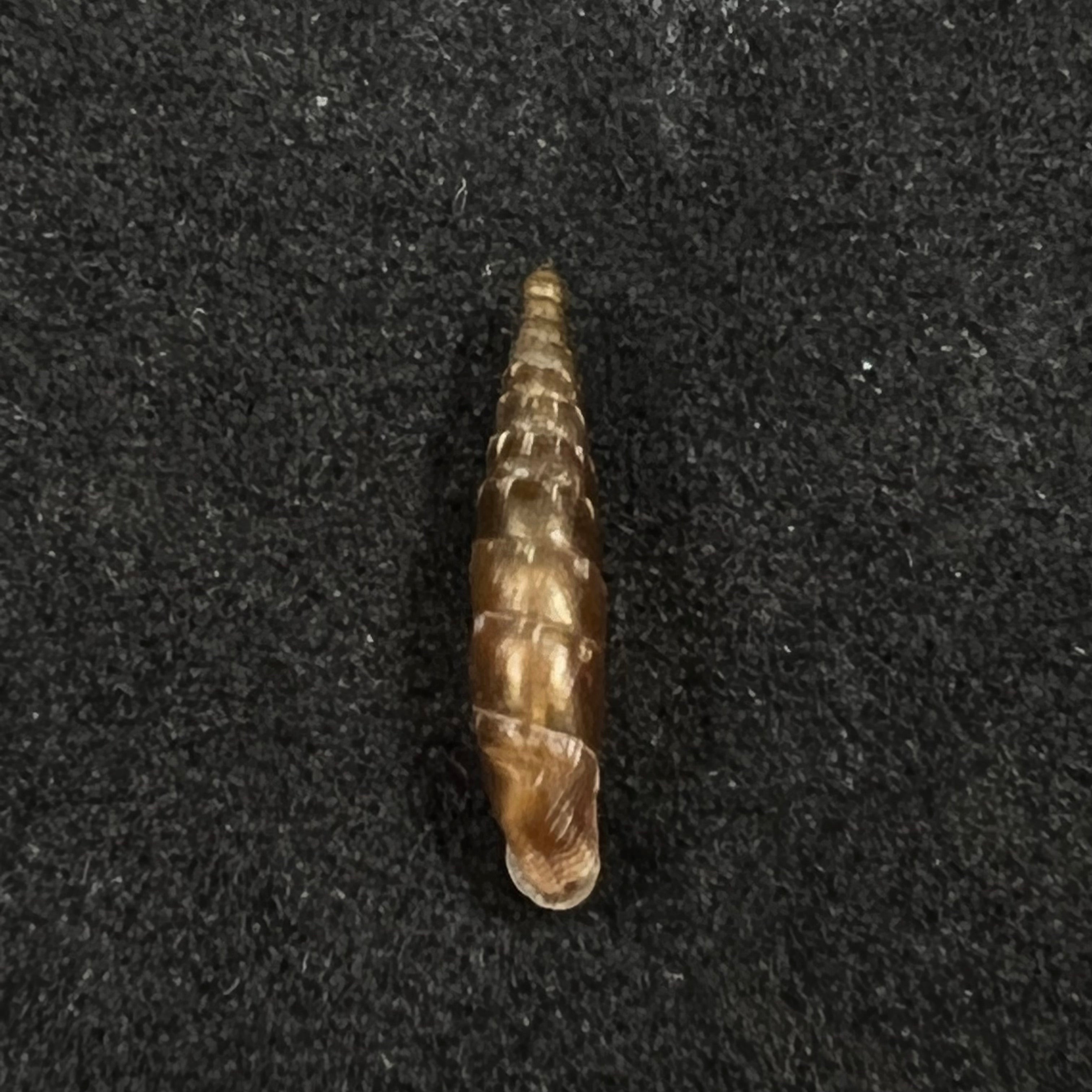 Bulgarica vetusta (Rossmassler, 1836) - 13毫米