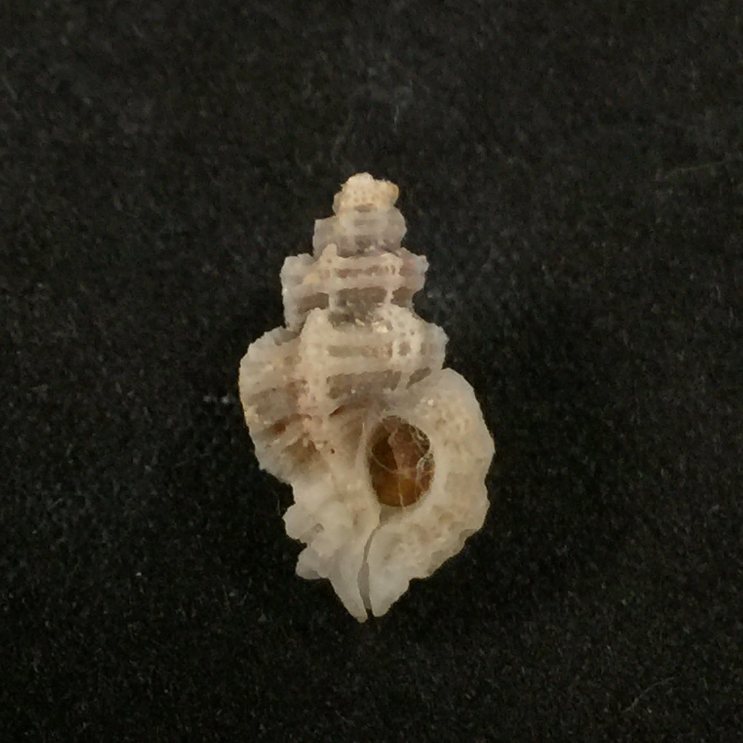 Favartia alveata (基纳, 1842) - 13,1mm