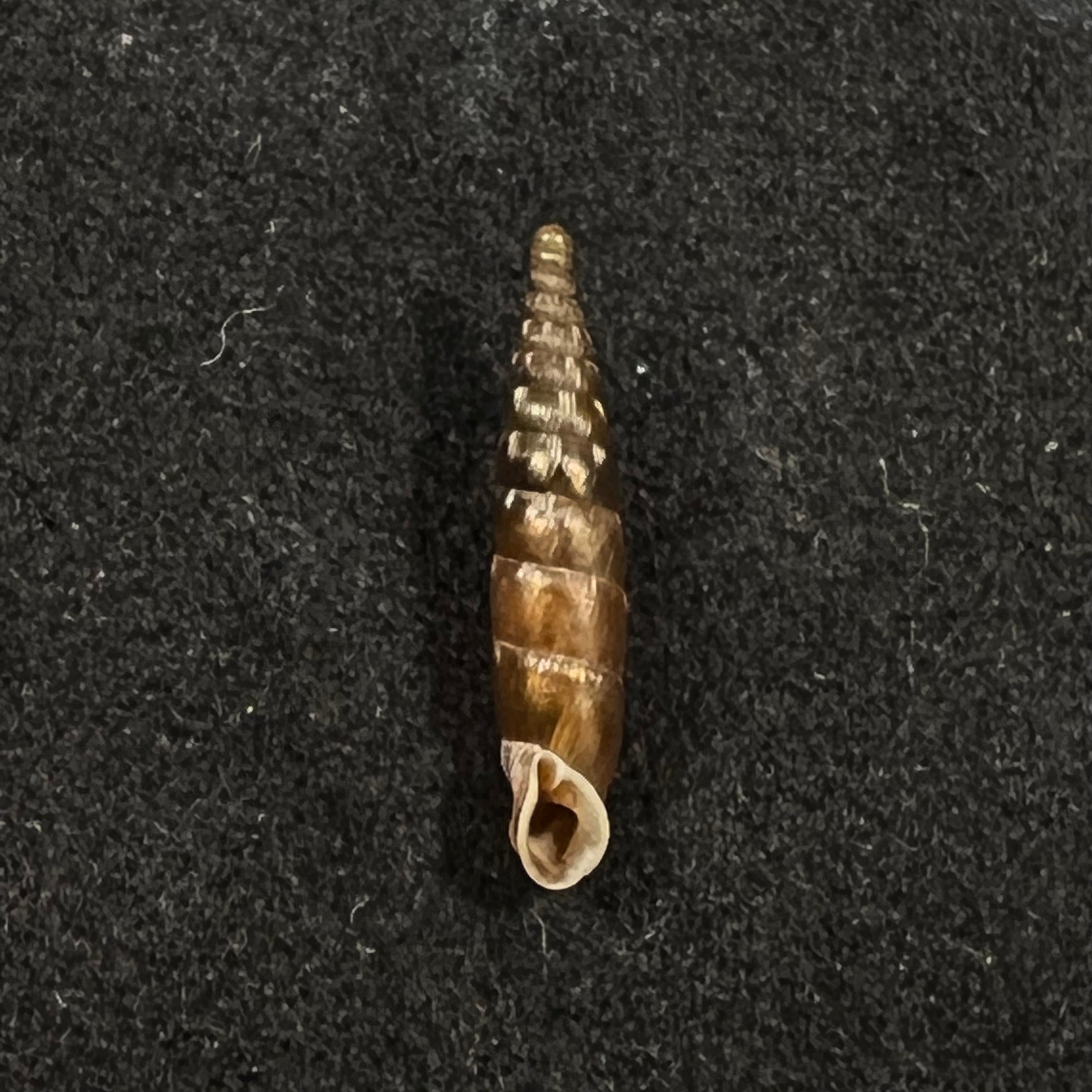 Bulgarica vetusta (Rossmassler, 1836) - 13毫米