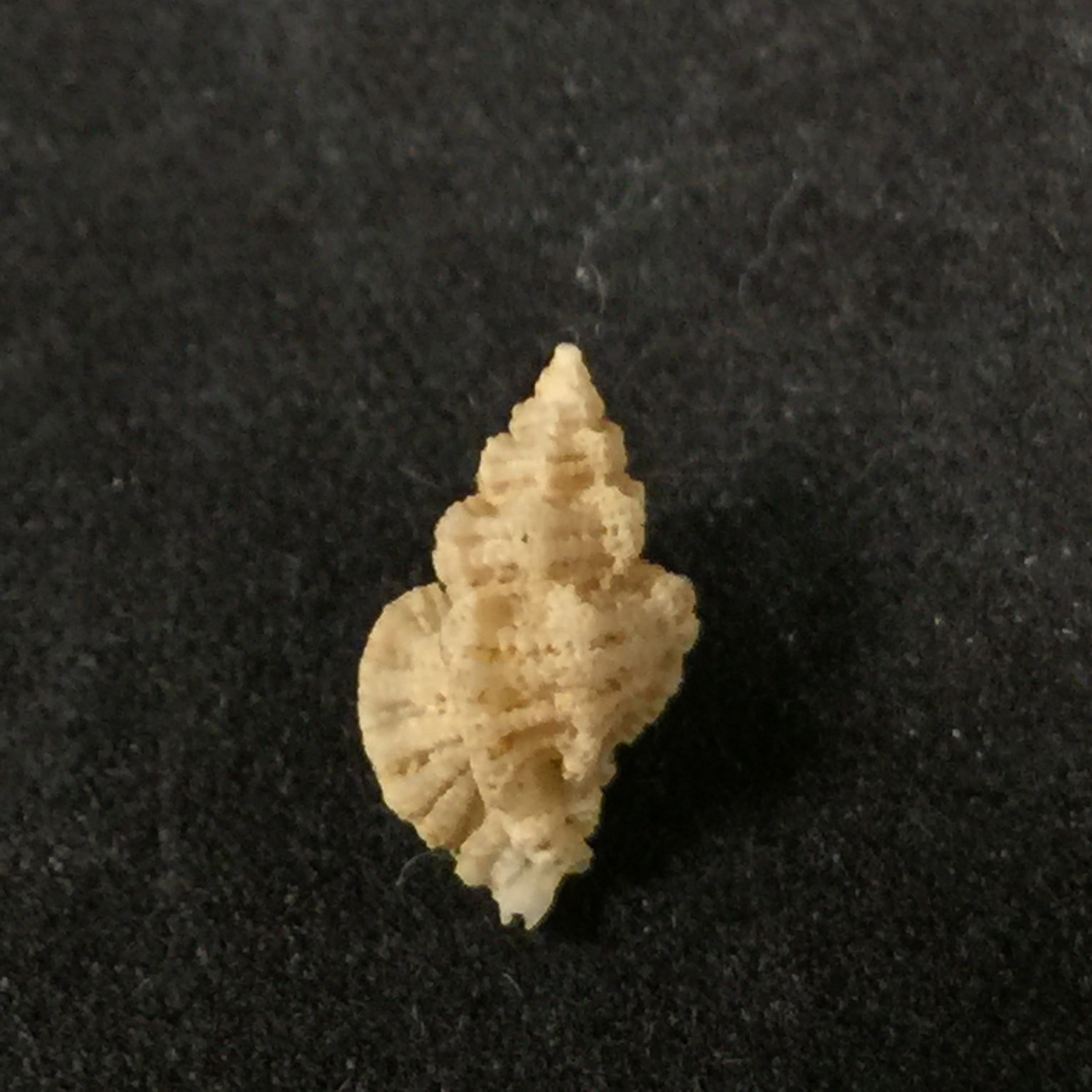Favartia alveata (Kiener, 1842) - 10,7mm