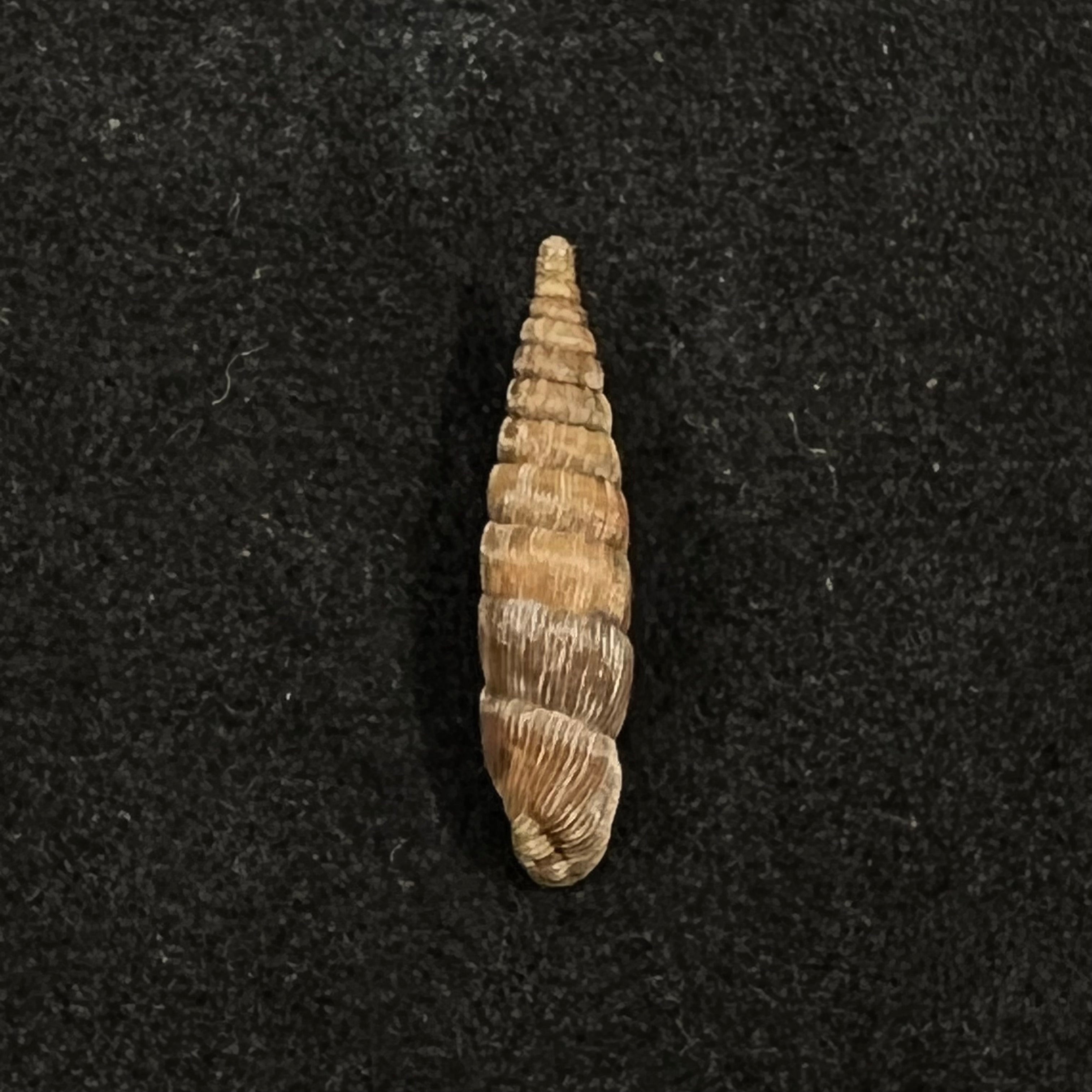 Bulgarica vetusta (Rossmassler, 1836) - 15,2毫米