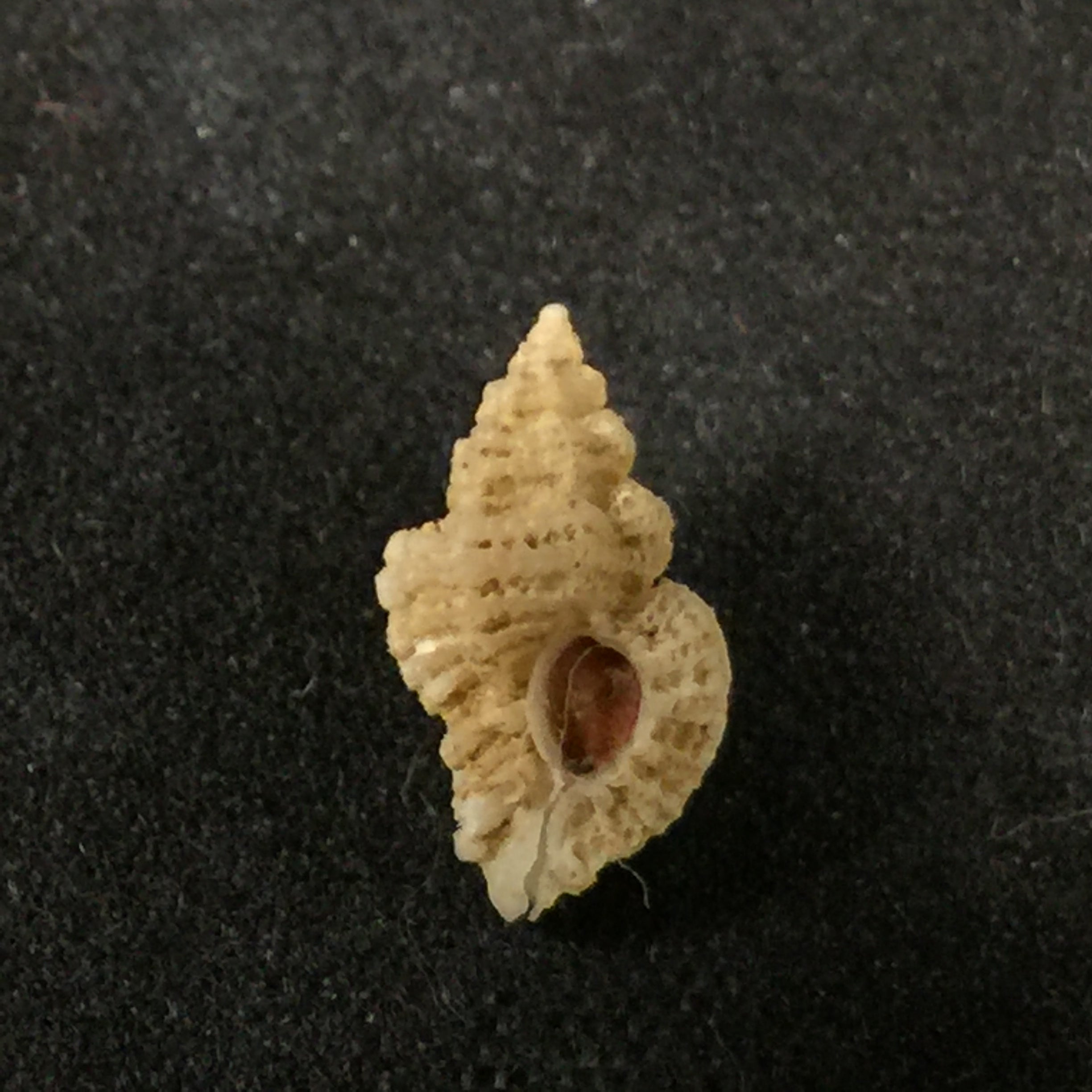 Favartia alveata (Kiener, 1842) - 10,7mm