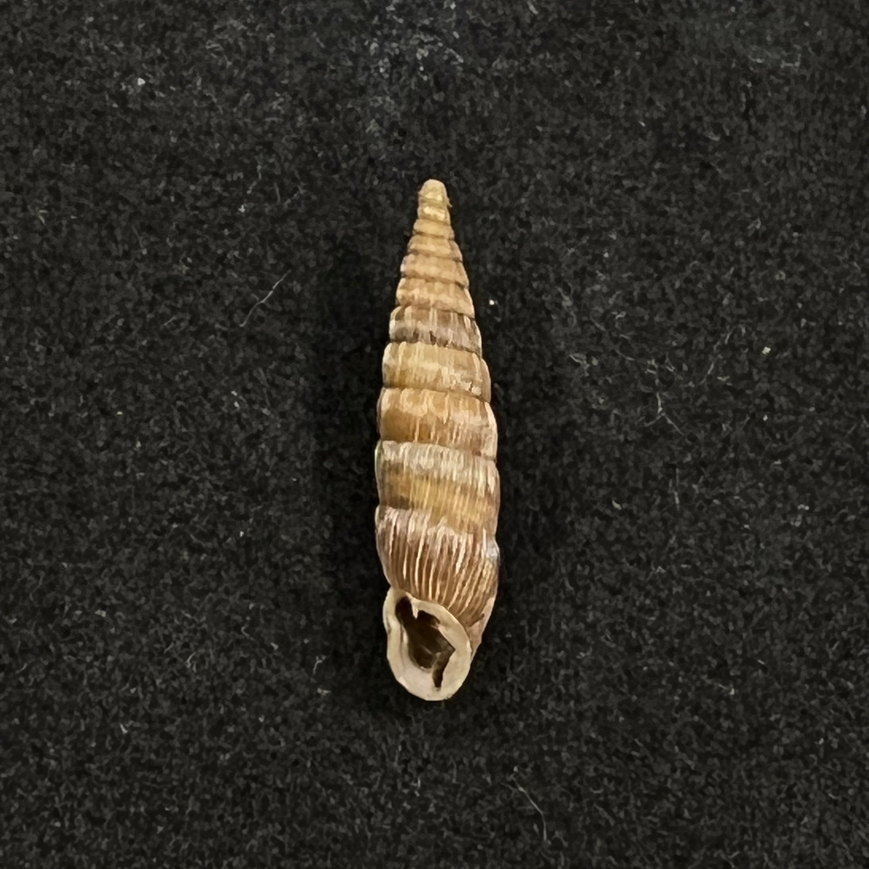 Bulgarica vetusta (Rossmassler, 1836) - 15,2毫米