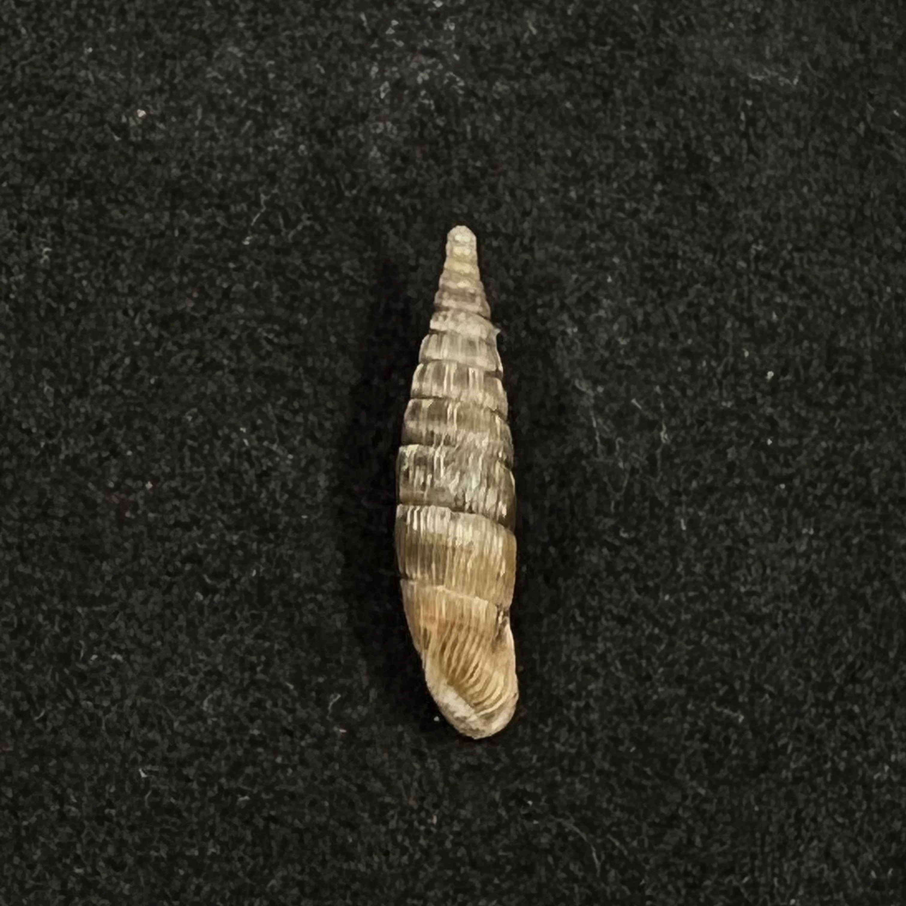 保加利亚 vetusta (Rossmassler, 1836) - 14,9mm