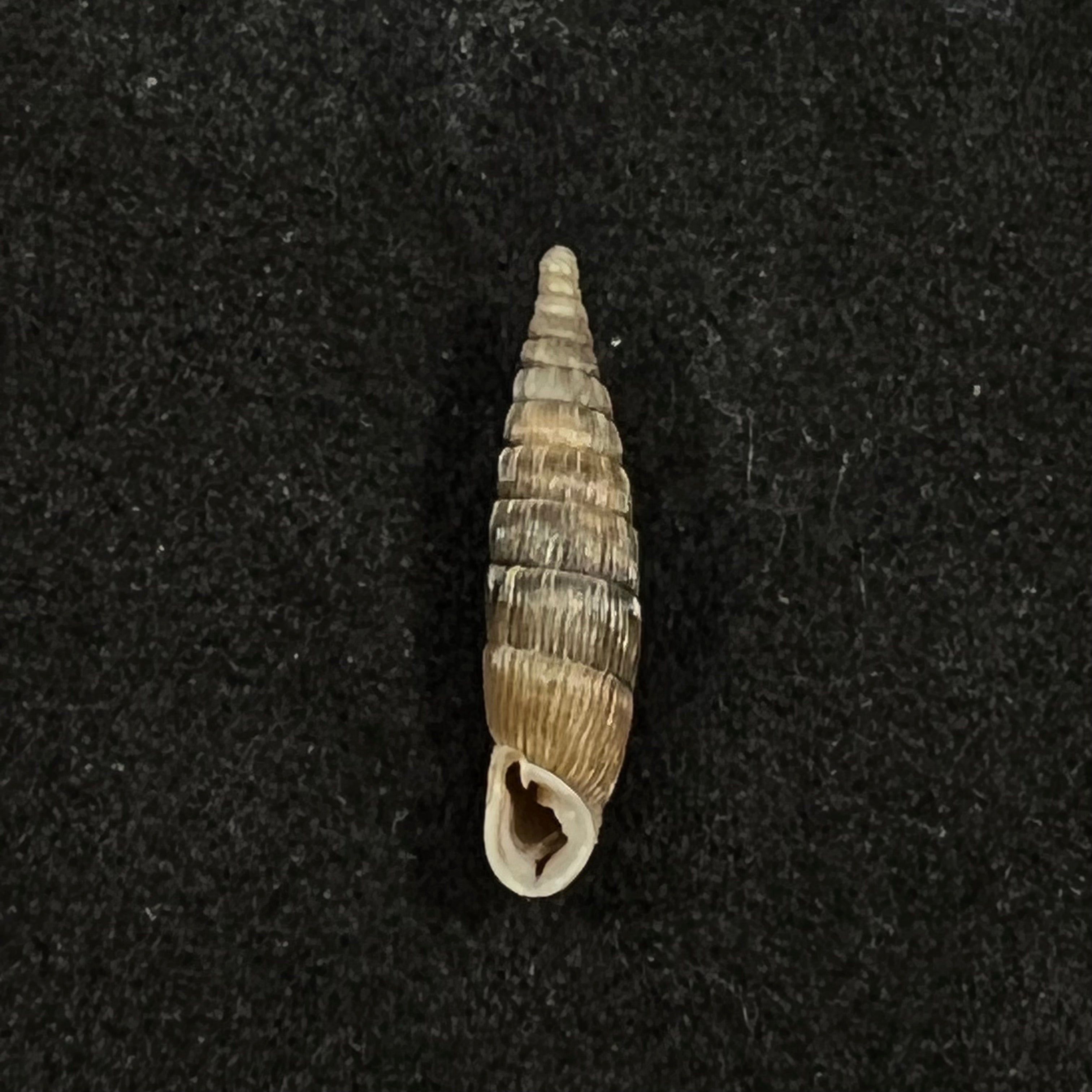 保加利亚 vetusta (Rossmassler, 1836) - 14,9mm