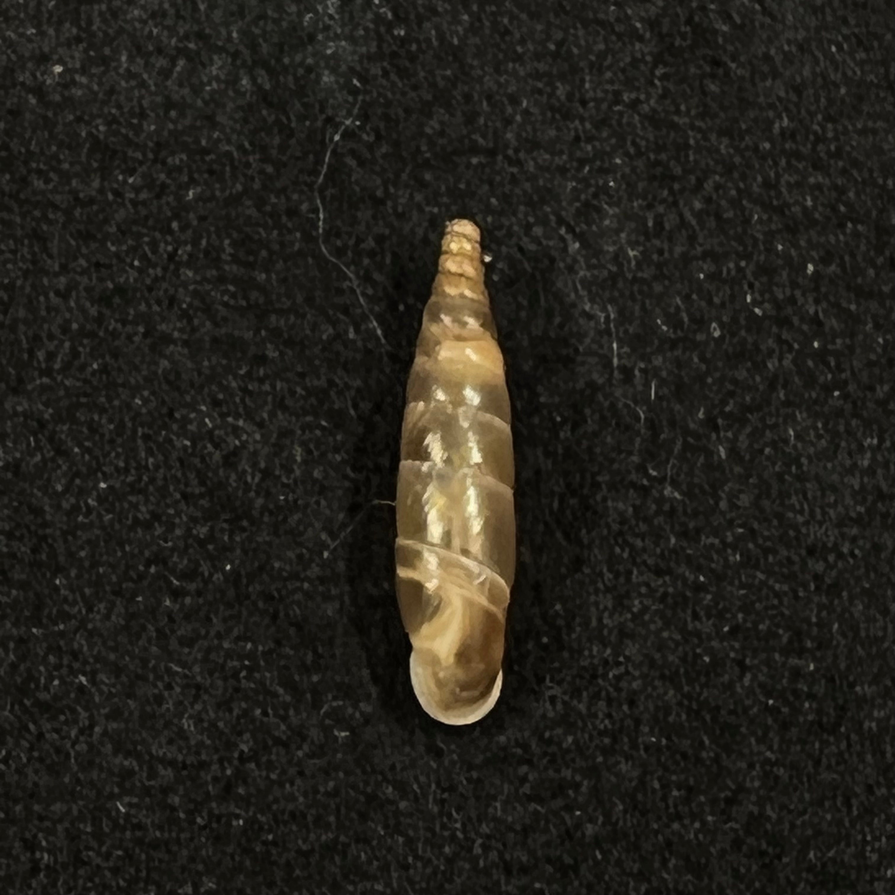 Delima blanda conspurcata (Rossmassler, 1836) - 13,1mm