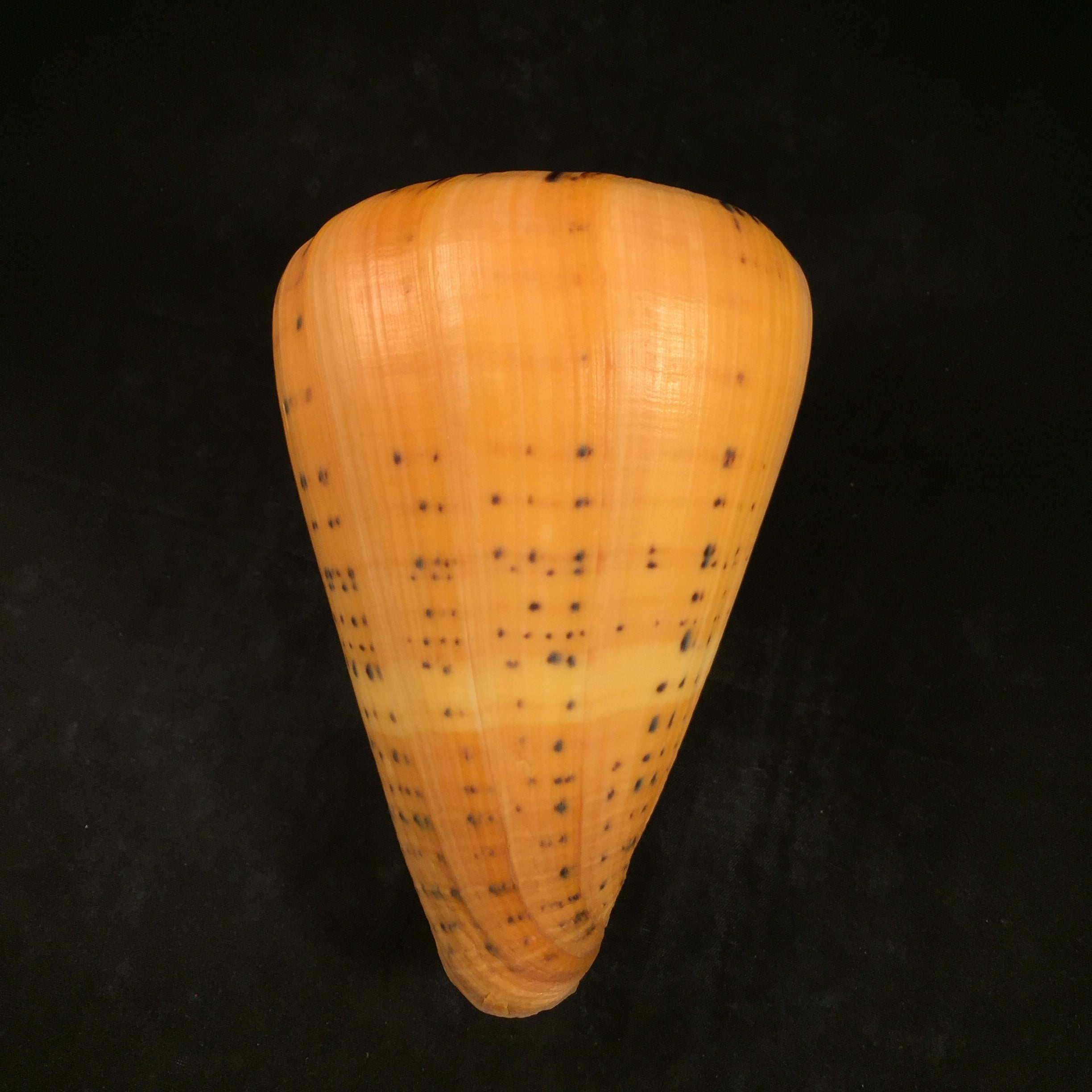 Conus betulinus Linnaeus, 1758 - 135,6mm