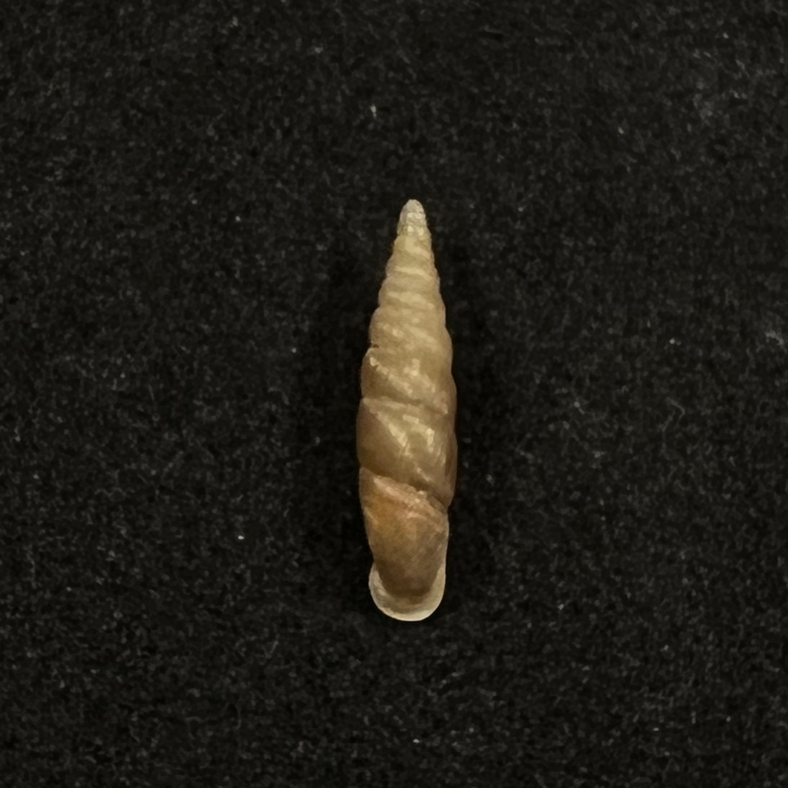 Euphaedusa subaculus(Pilsbry,1902)- 13,6毫米