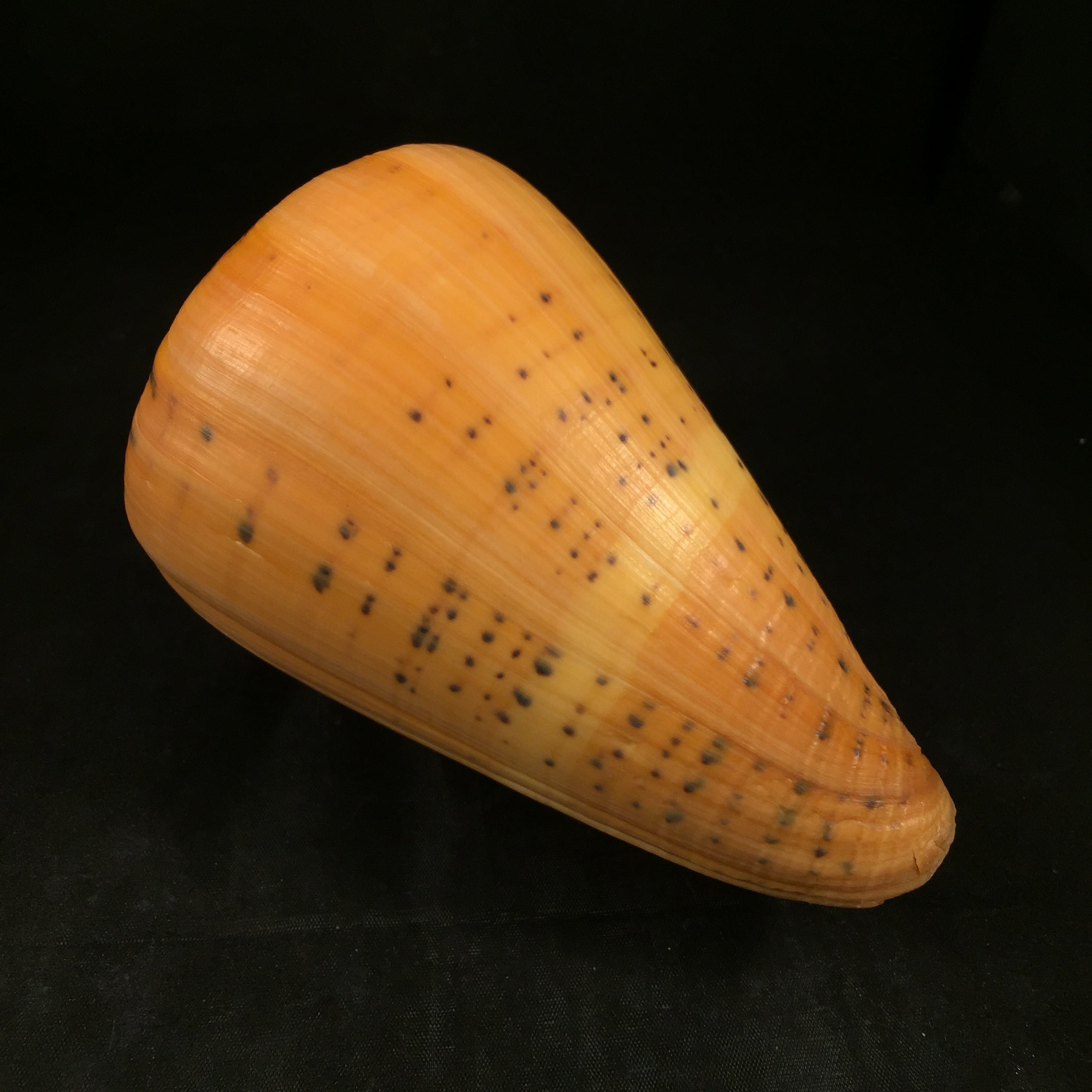 Conus betulinus Linnaeus, 1758 - 135,6mm