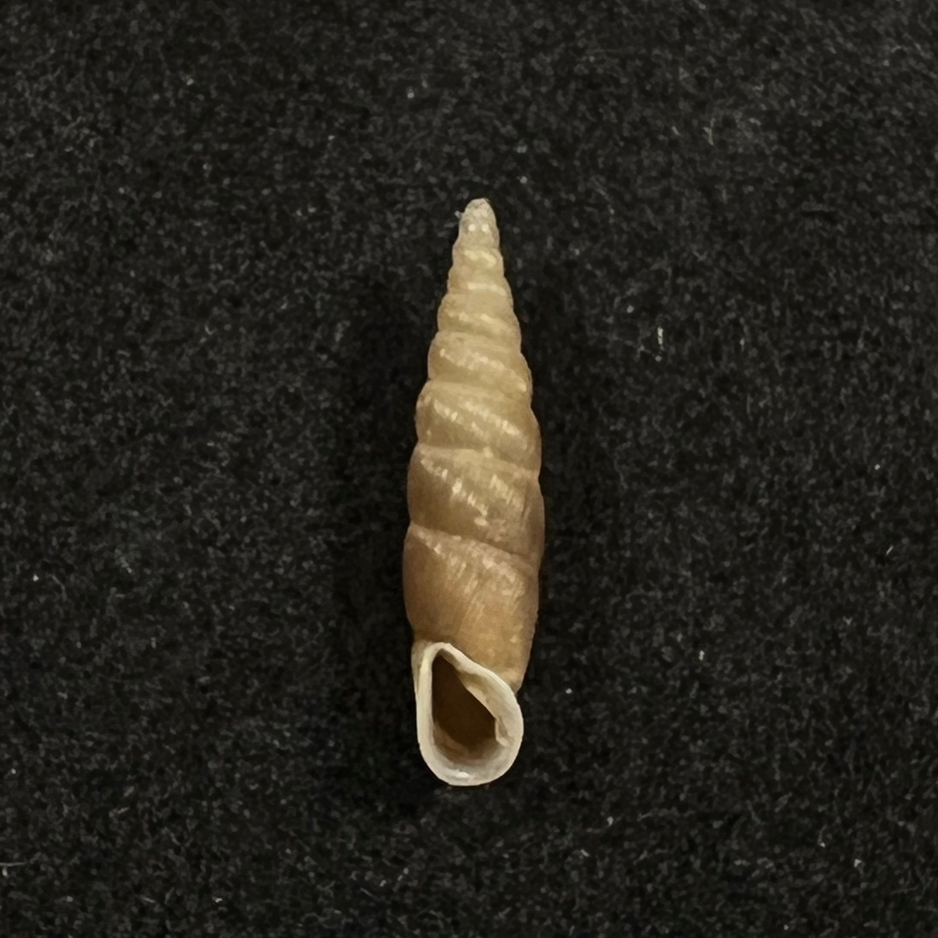 Euphaedusa subaculus(Pilsbry,1902)- 13,6毫米