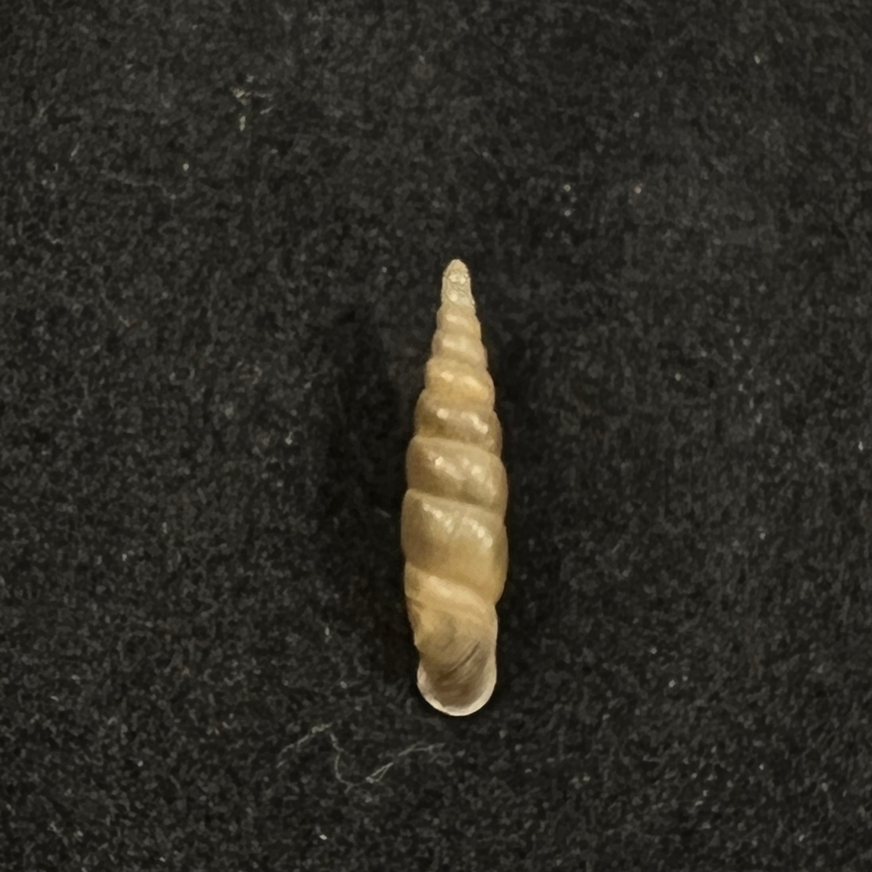 Euphaedusa subaculus(Pilsbry,1902)- 13毫米