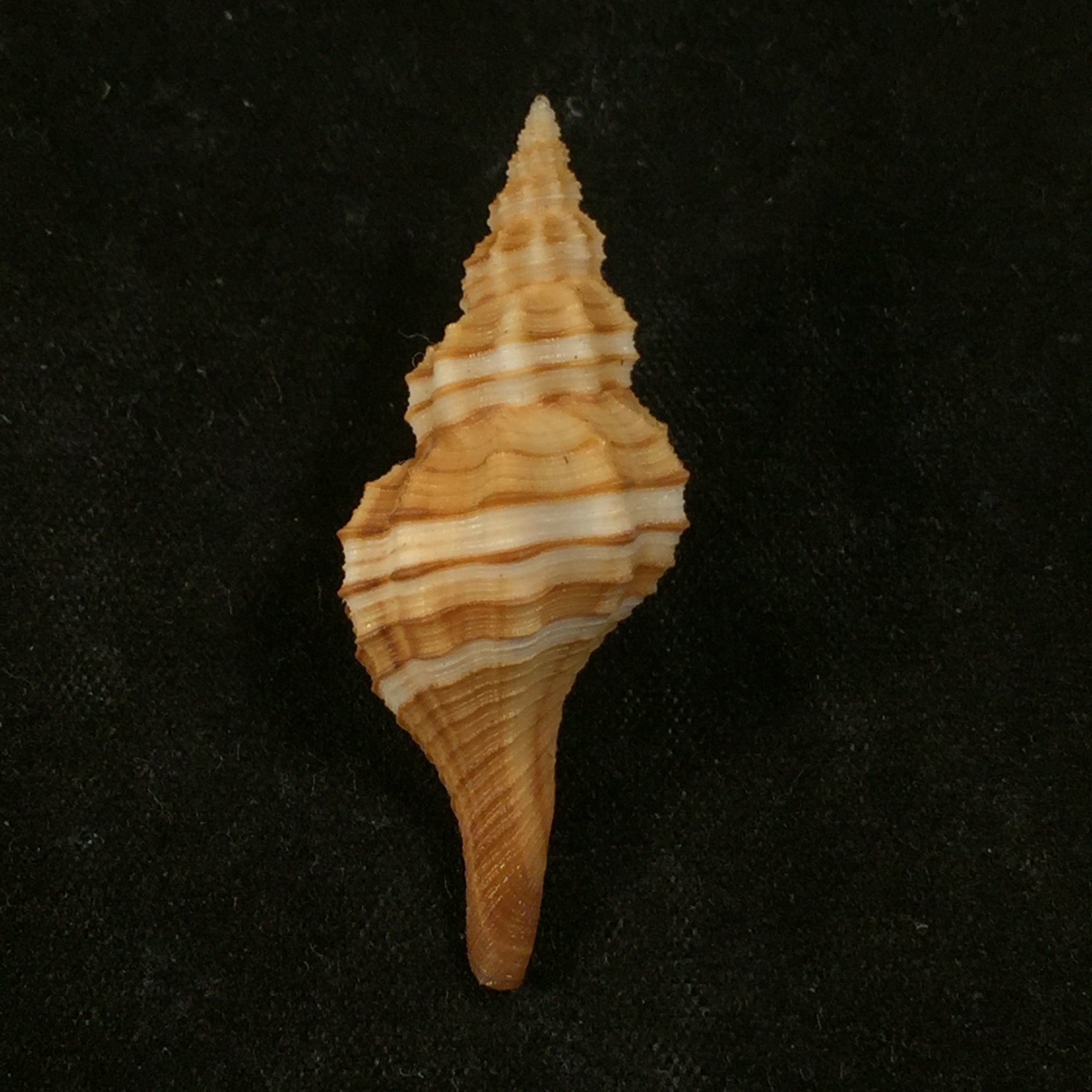 唐达尼颗粒梭菌 MA Snyder, 2003 - 38,7mm