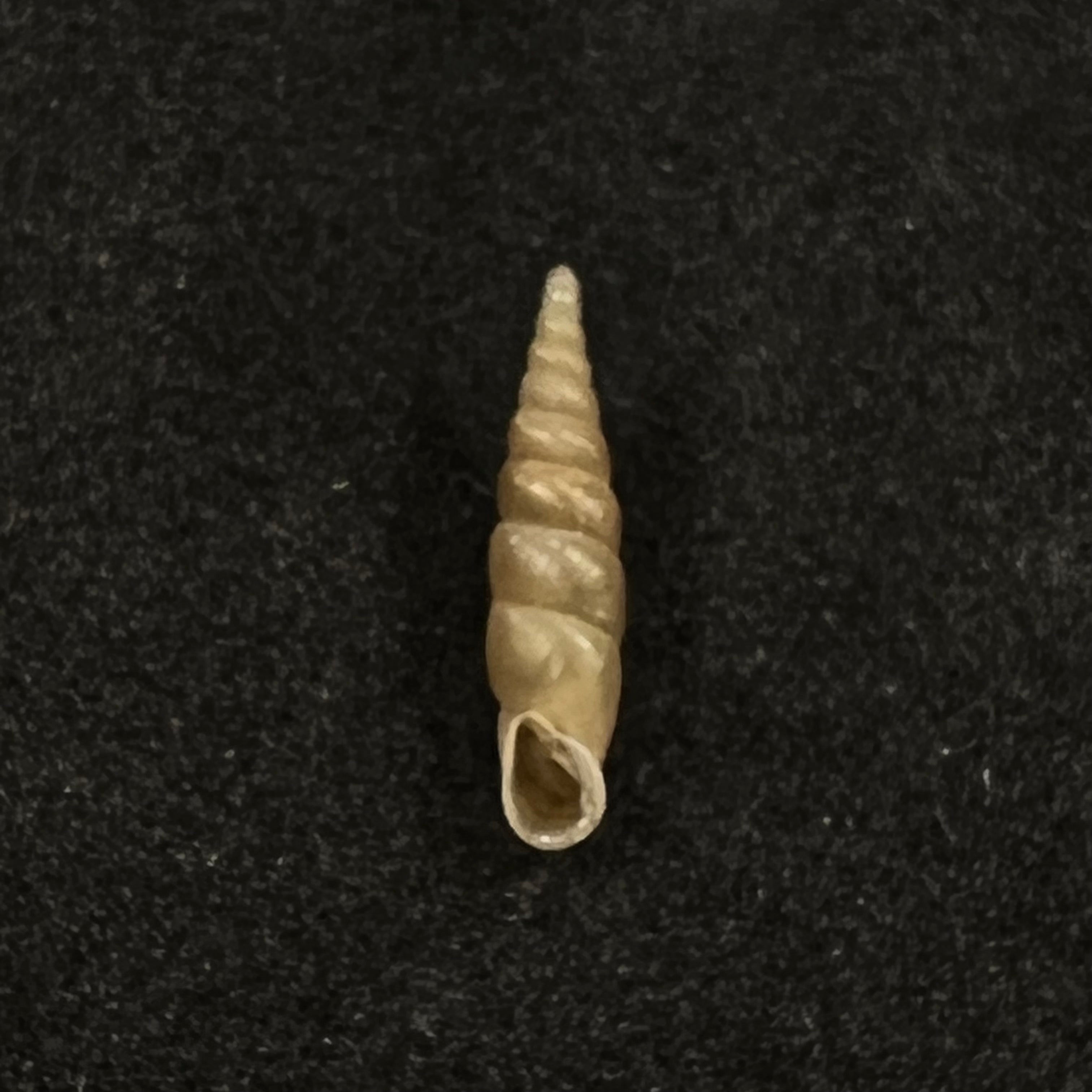 Euphaedusa subaculus(Pilsbry,1902)- 13毫米