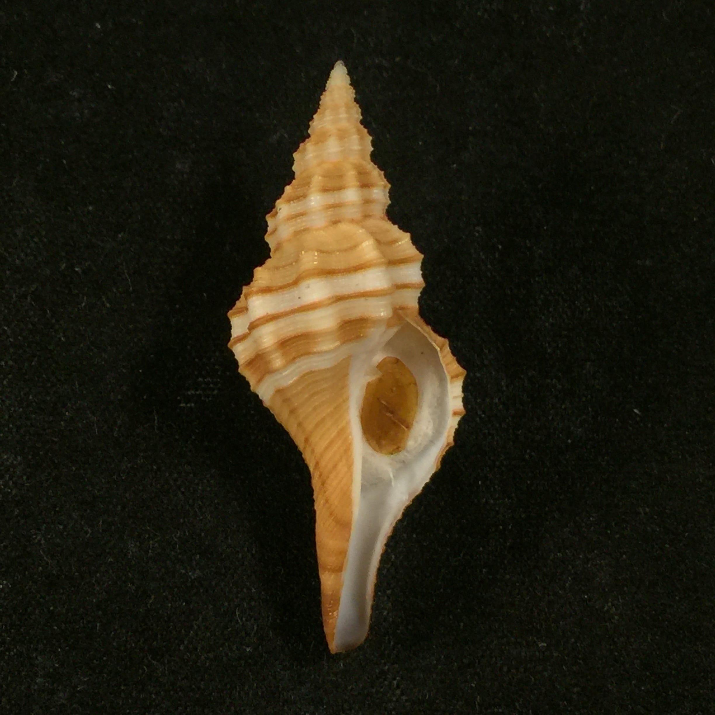 唐达尼颗粒梭菌 MA Snyder, 2003 - 38,7mm