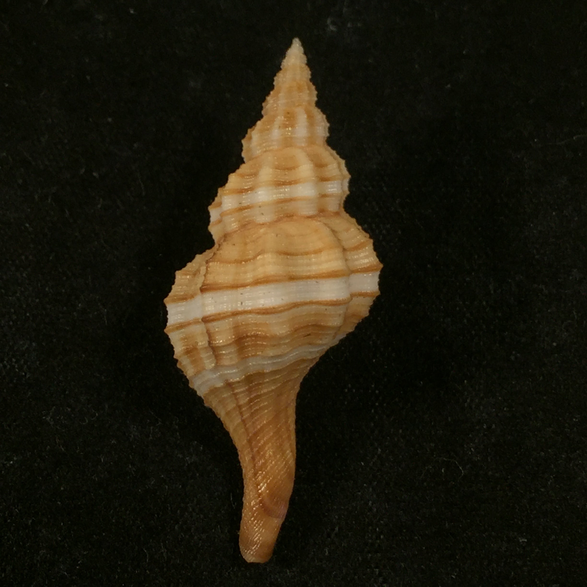 Granulifusus dondani MA Snyder, 2003 - 36,8mm