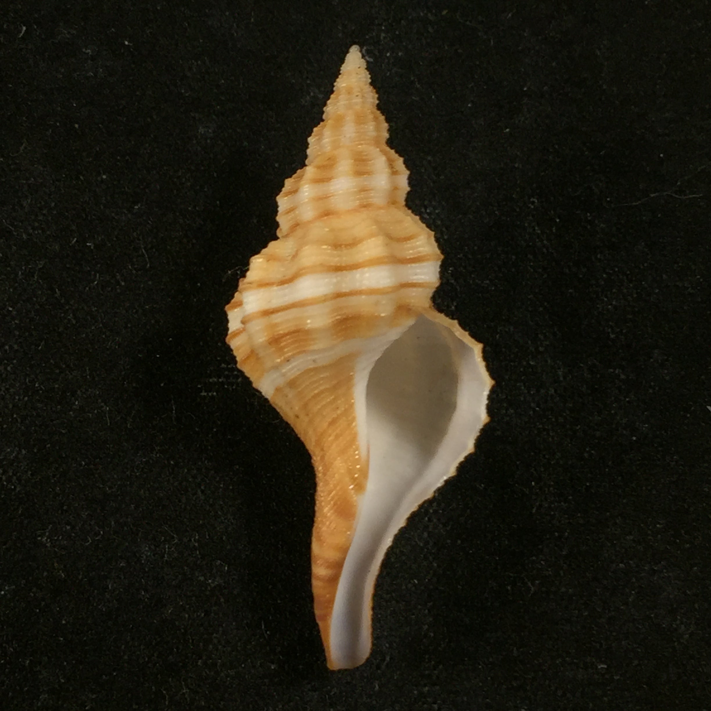 Granulifusus dondani MA Snyder, 2003 - 36,8mm