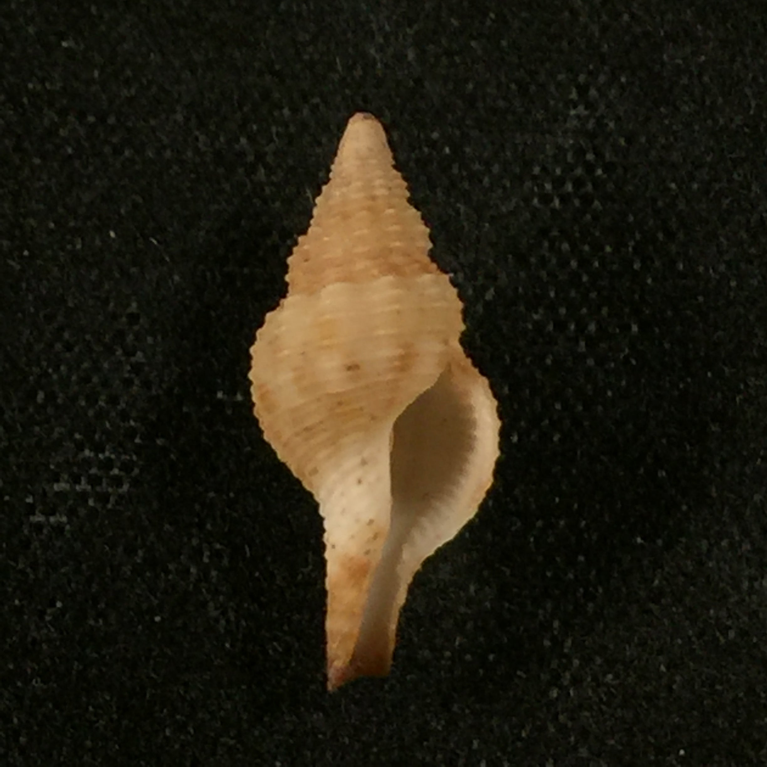 Pseudolatirus kuroseanus (Okutani, 1975) - 15,1毫米