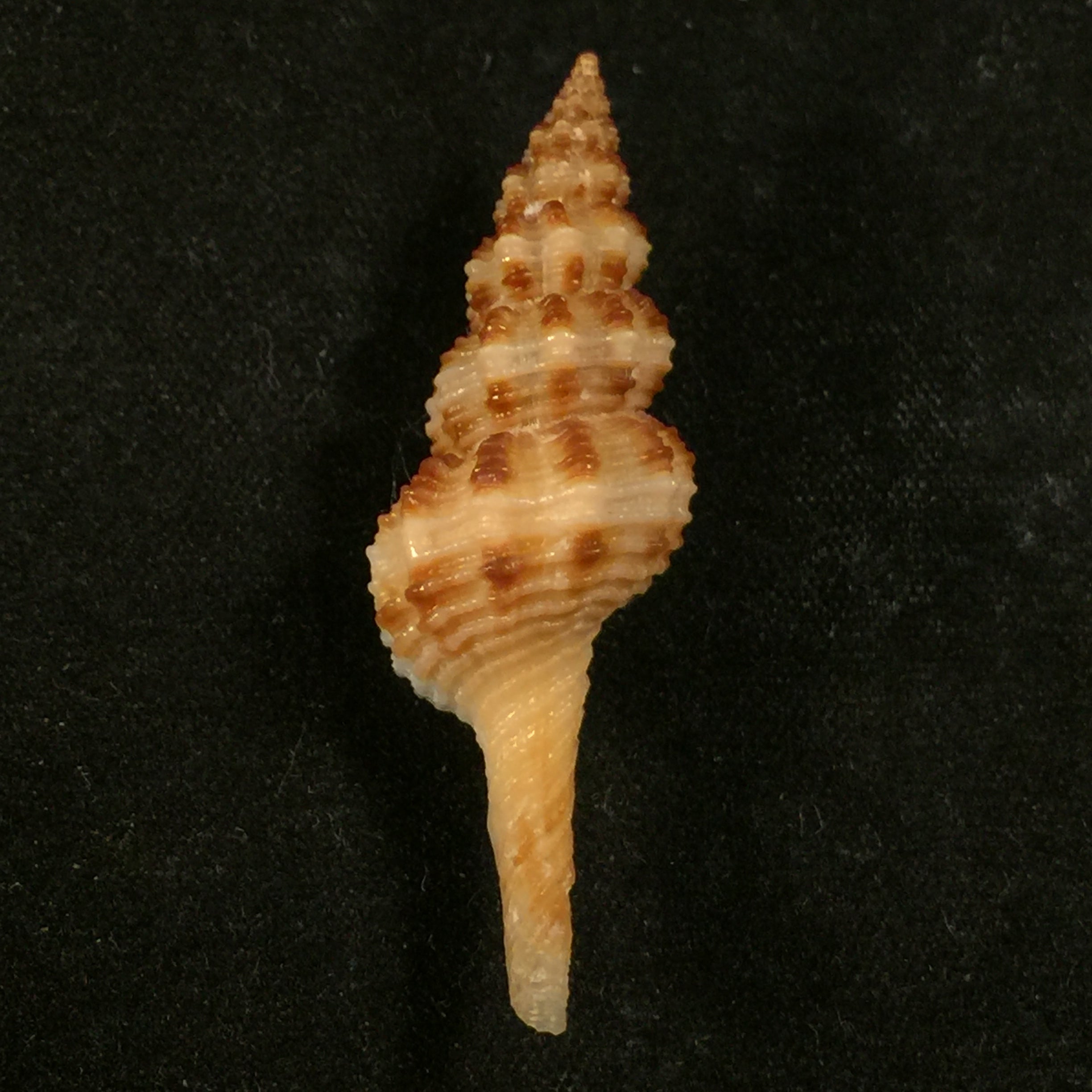 Fusinus pulchellus(腓立比,1840 年) - 39 毫米