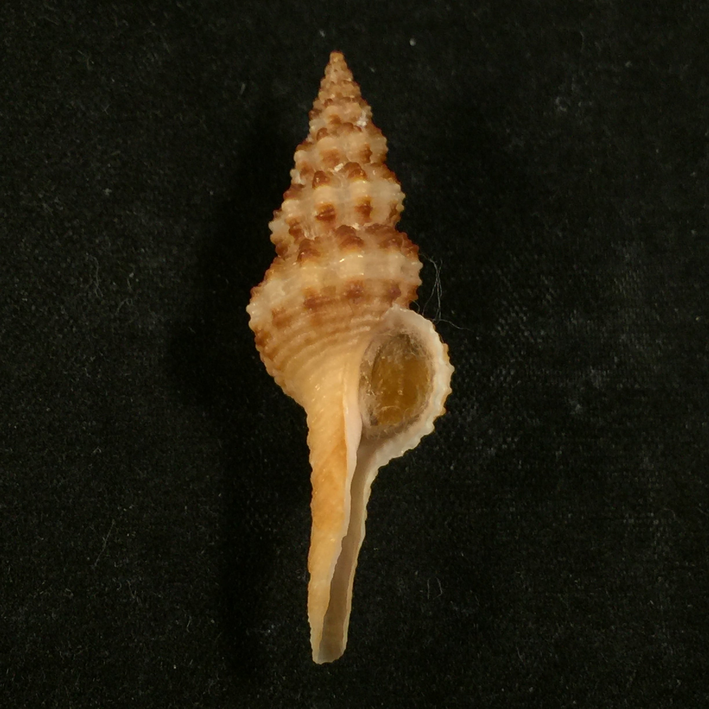 Fusinus pulchellus(腓立比,1840 年) - 39 毫米