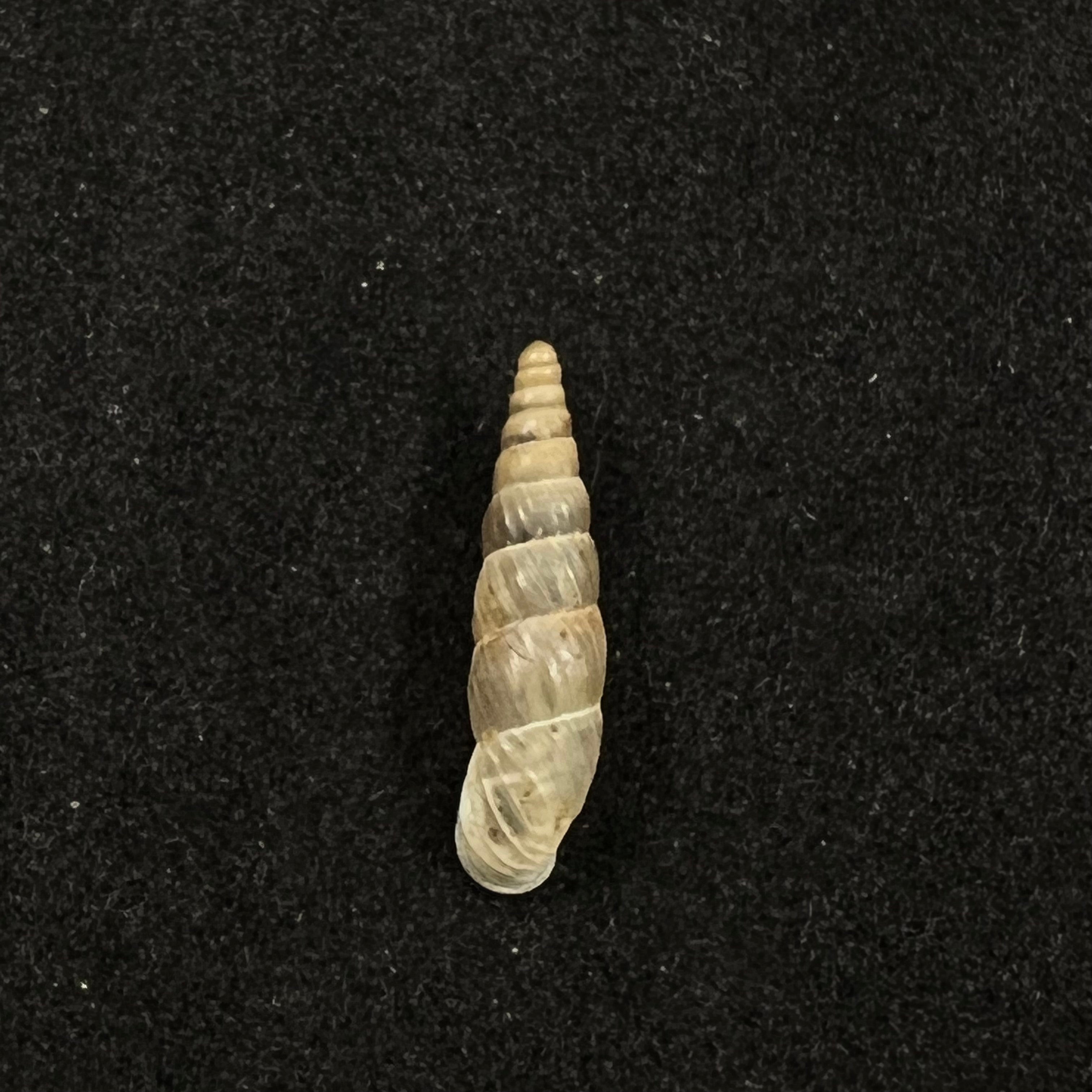Alopia hildergardae hildergardae Kimakowicz, 1931 - 14,9mm