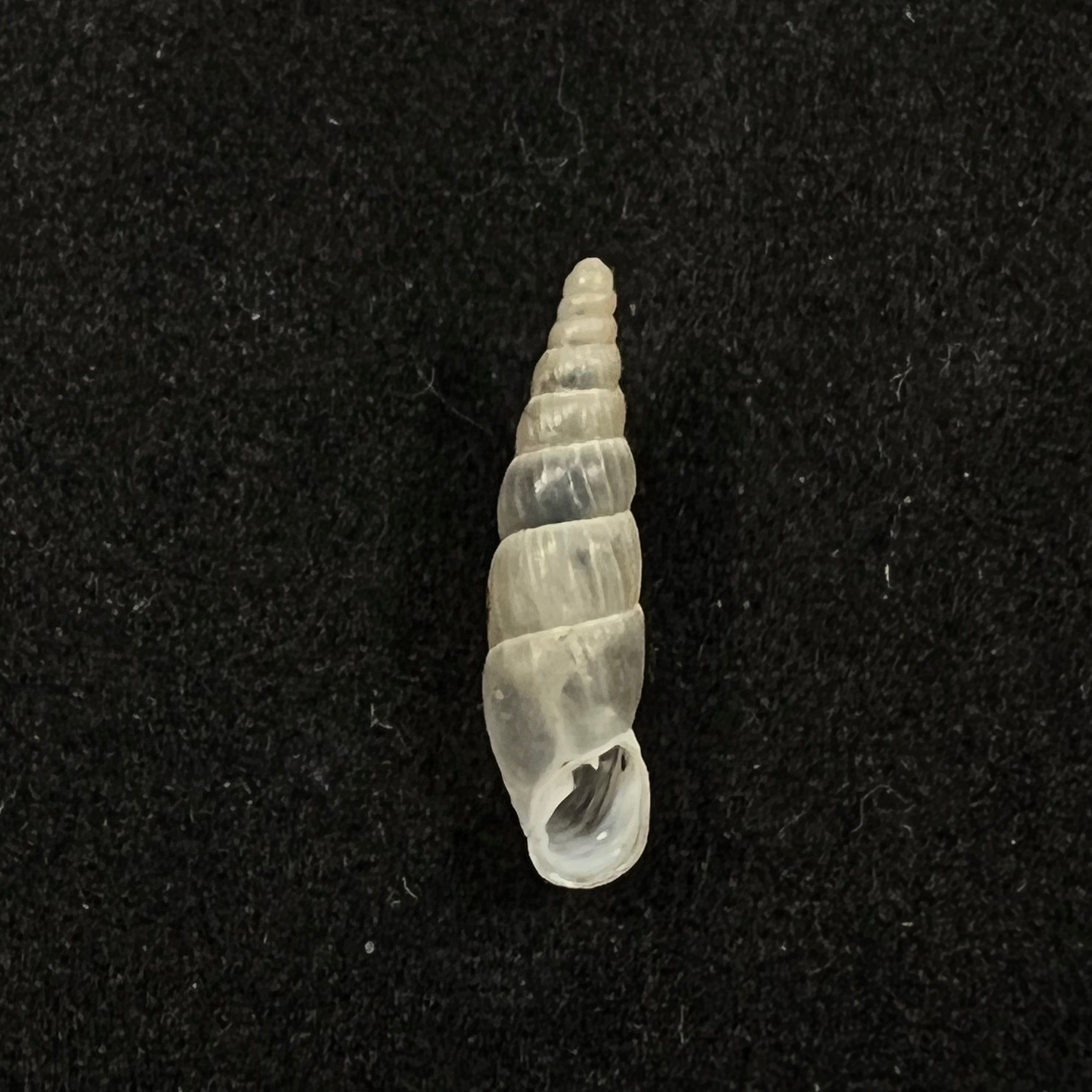 Alopia hildergardae hildergardae Kimakowicz, 1931 - 14mm