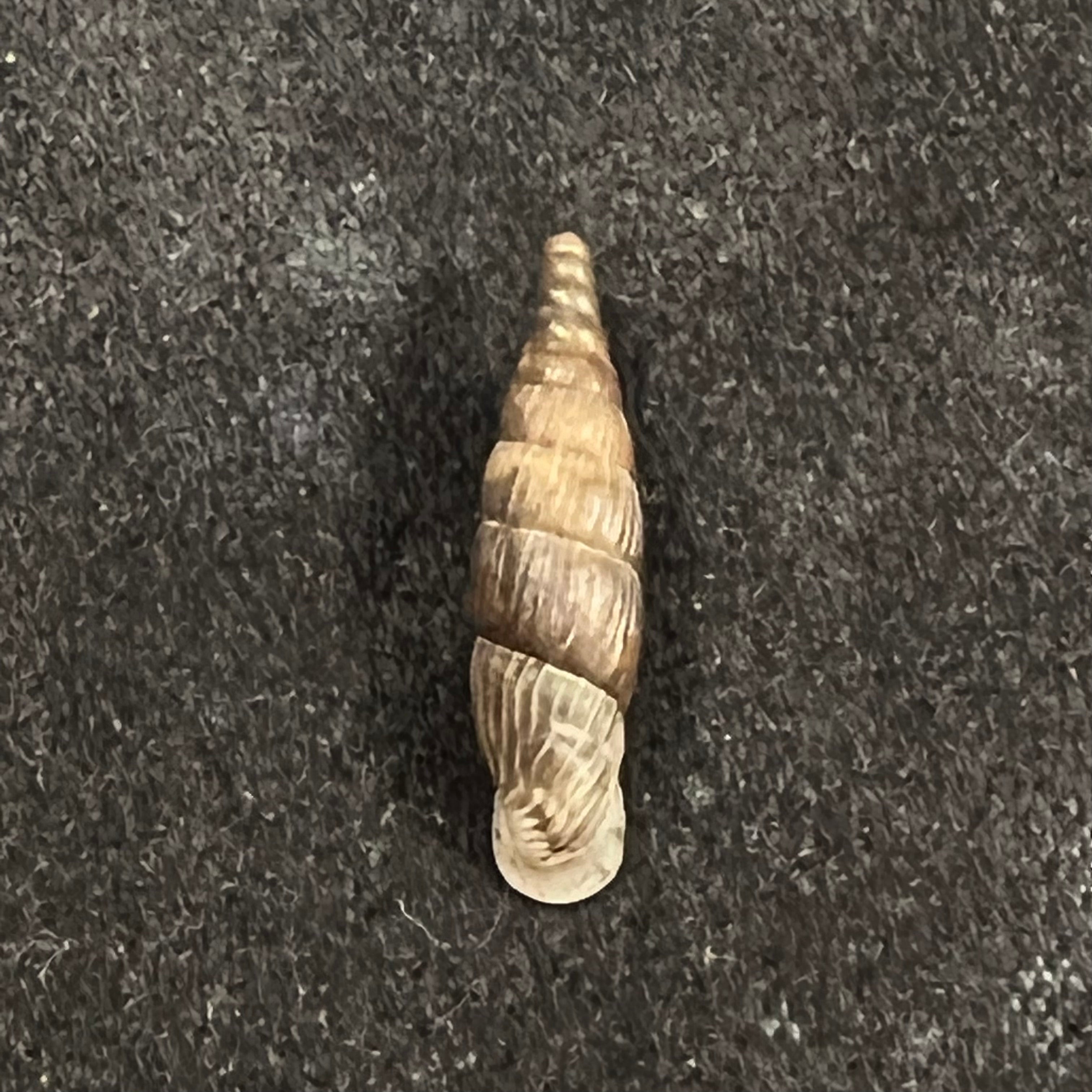 Alopia bogatensis bogatensis Bielz, 1856 - 14,2mm
