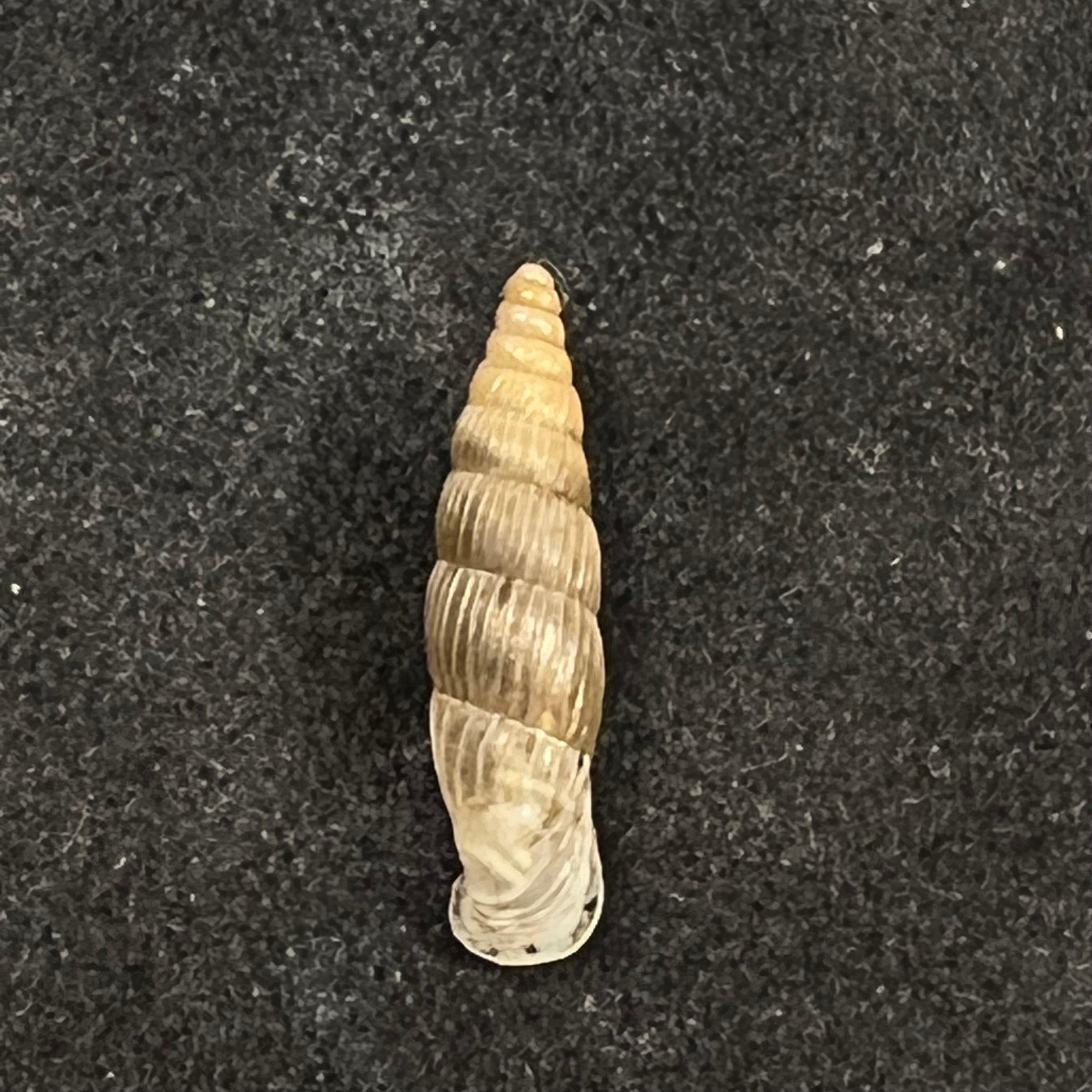 Alopia bogatensis bogatensis Bielz, 1856 - 14,7mm