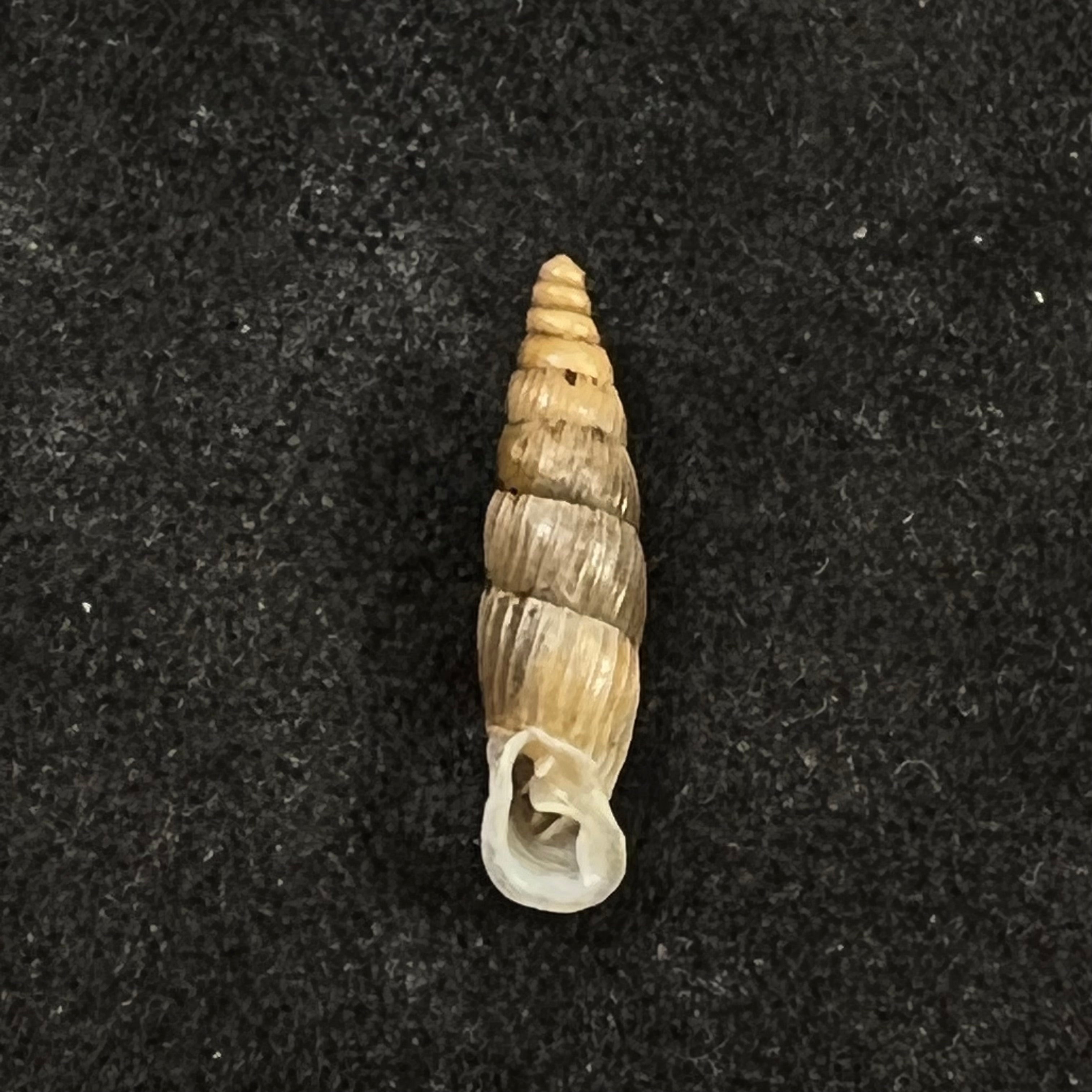 Alopia bogatensis bogatensis Bielz, 1856 - 14,7mm