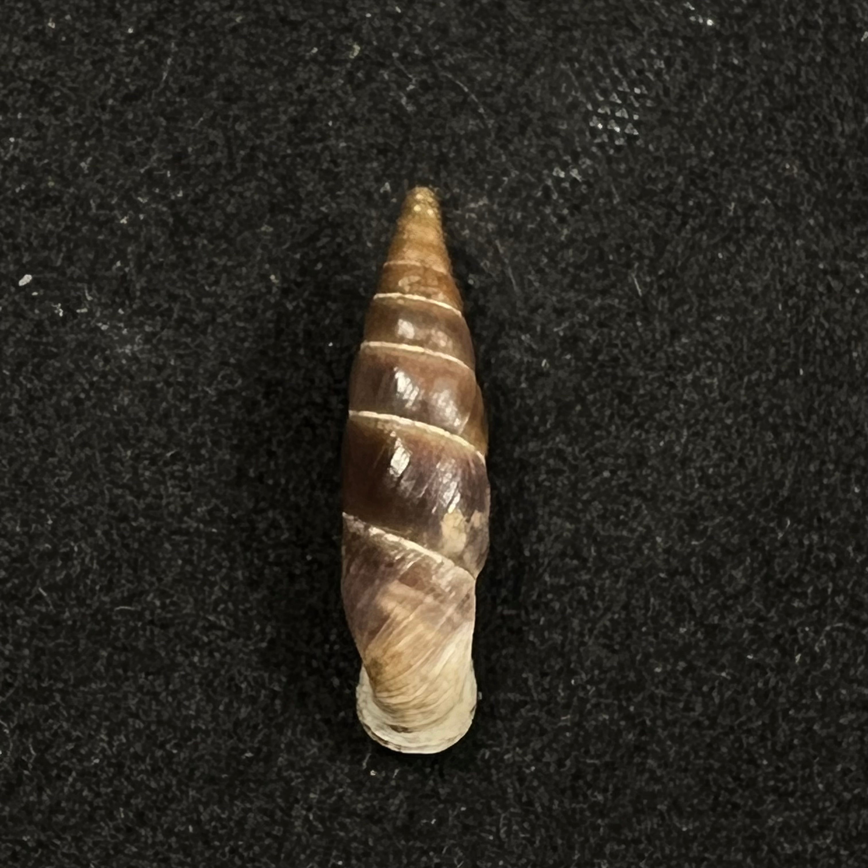 Alopia plumbea plumbea (Rossmassler, 1839) - 17,1mm