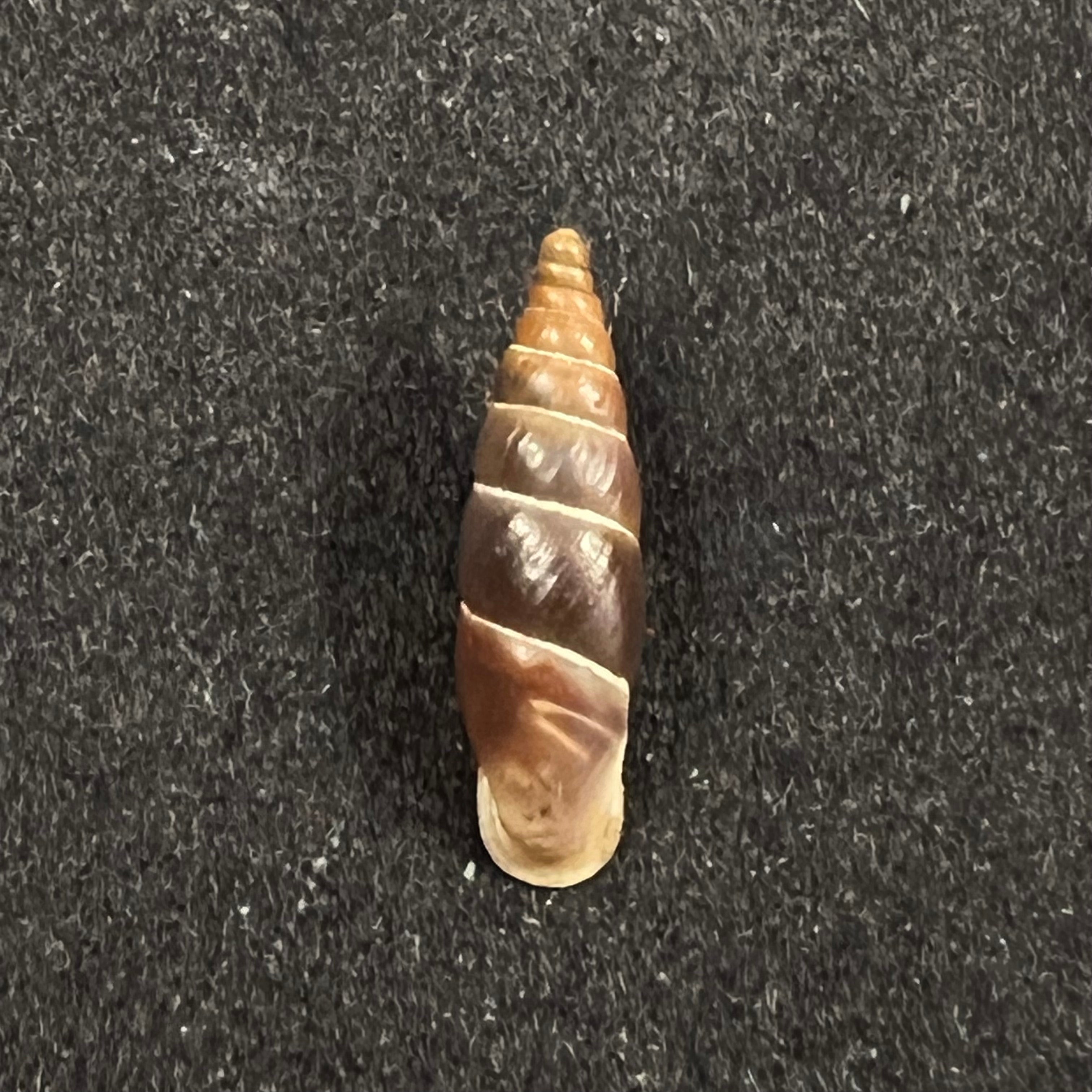 Alopia plumbea schmidti (Kimakowicz, 1894) - 15,3mm