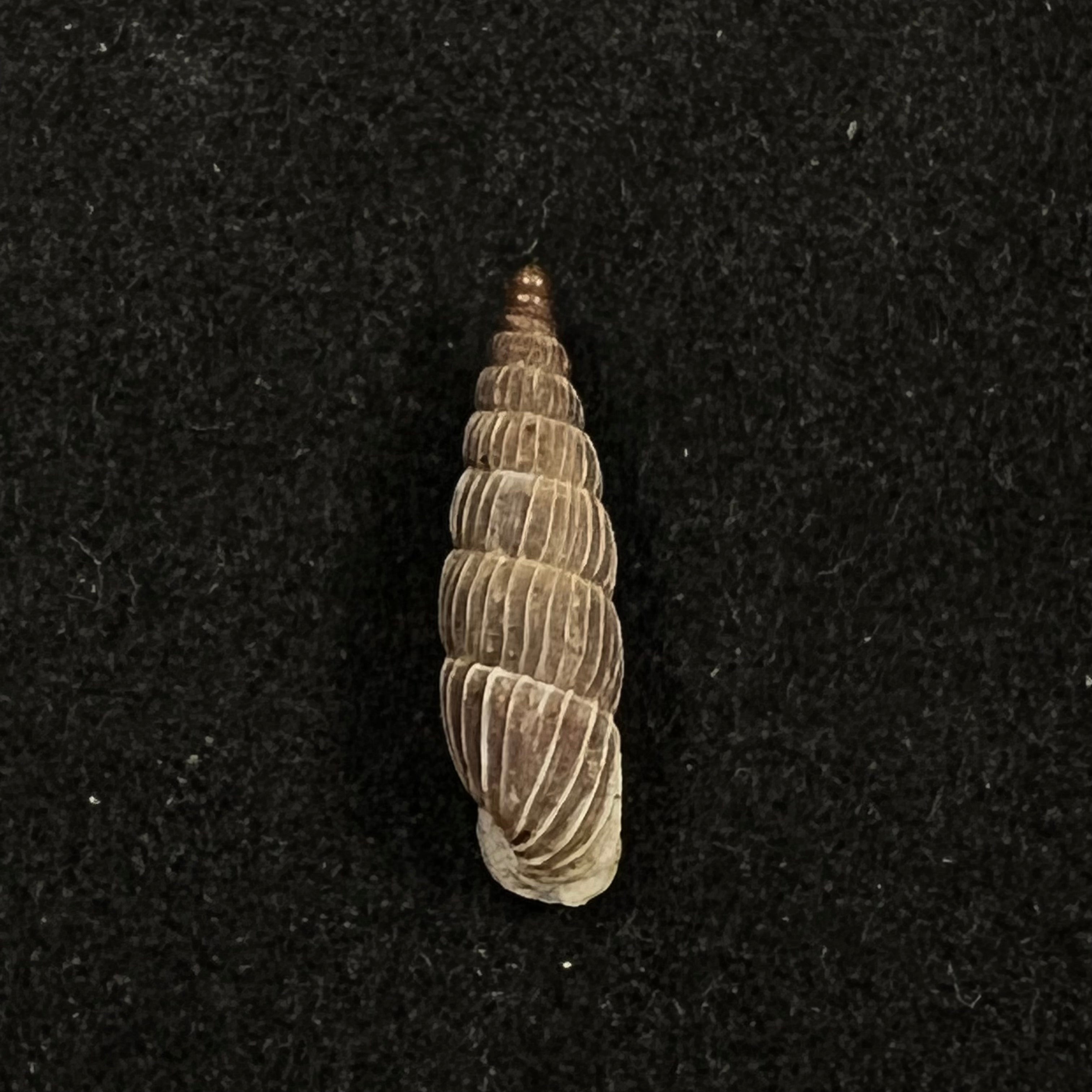 Alopia canescens mirabilis Kimakowicz, 1894 - 14,8mm