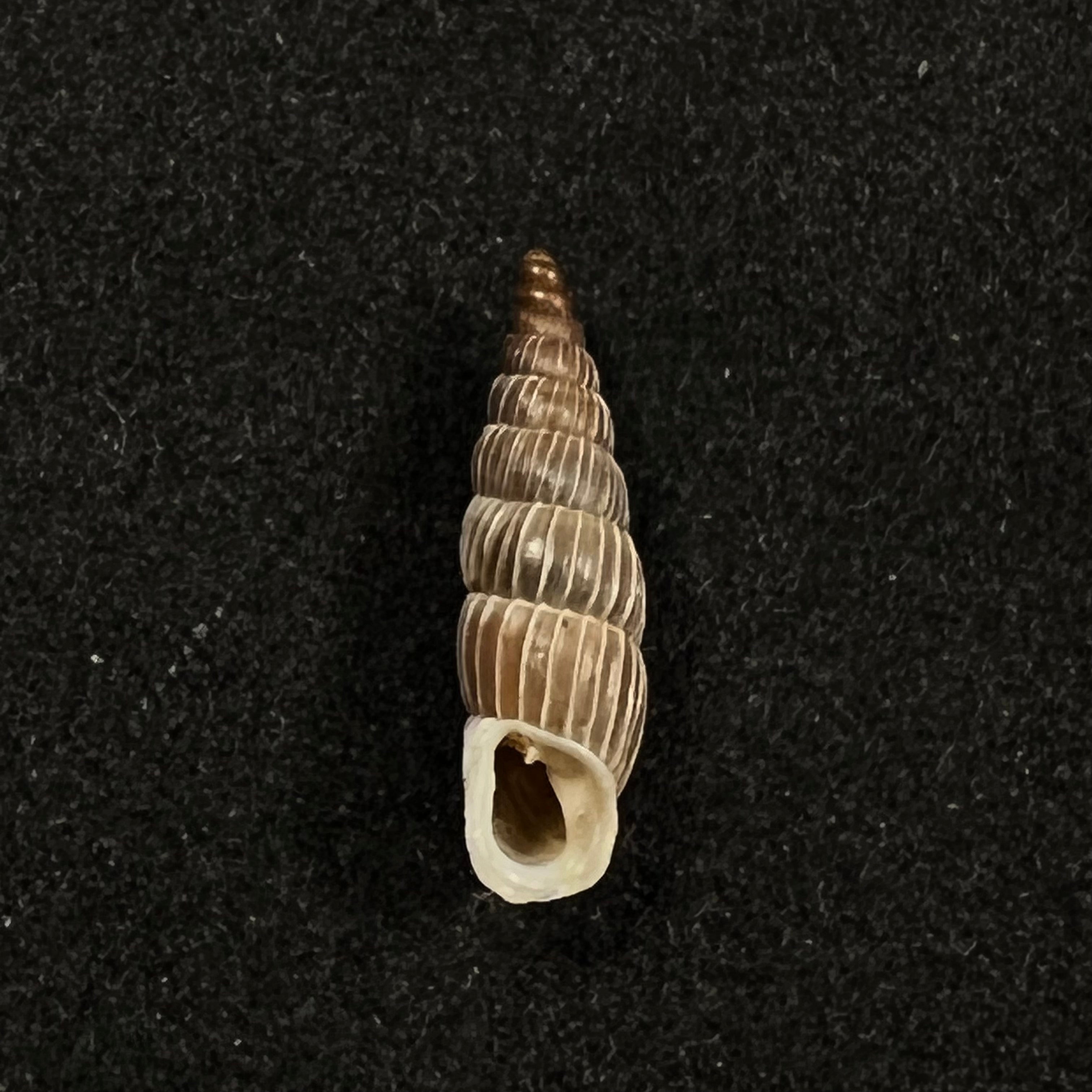 Alopia canescens mirabilis Kimakowicz, 1894 - 14,8mm