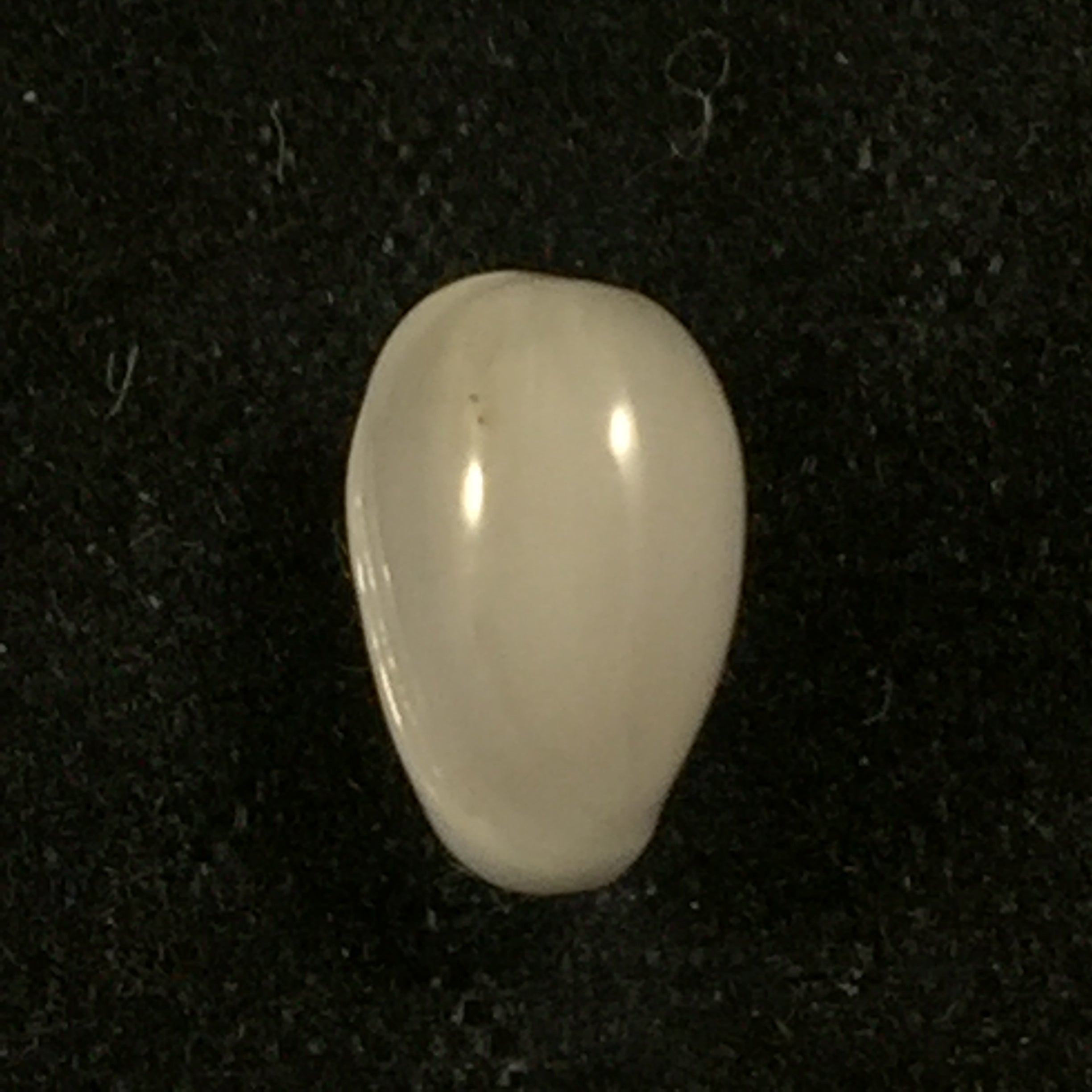 Prunum albertoangelai Cossignani, 2005 - 8,5mm