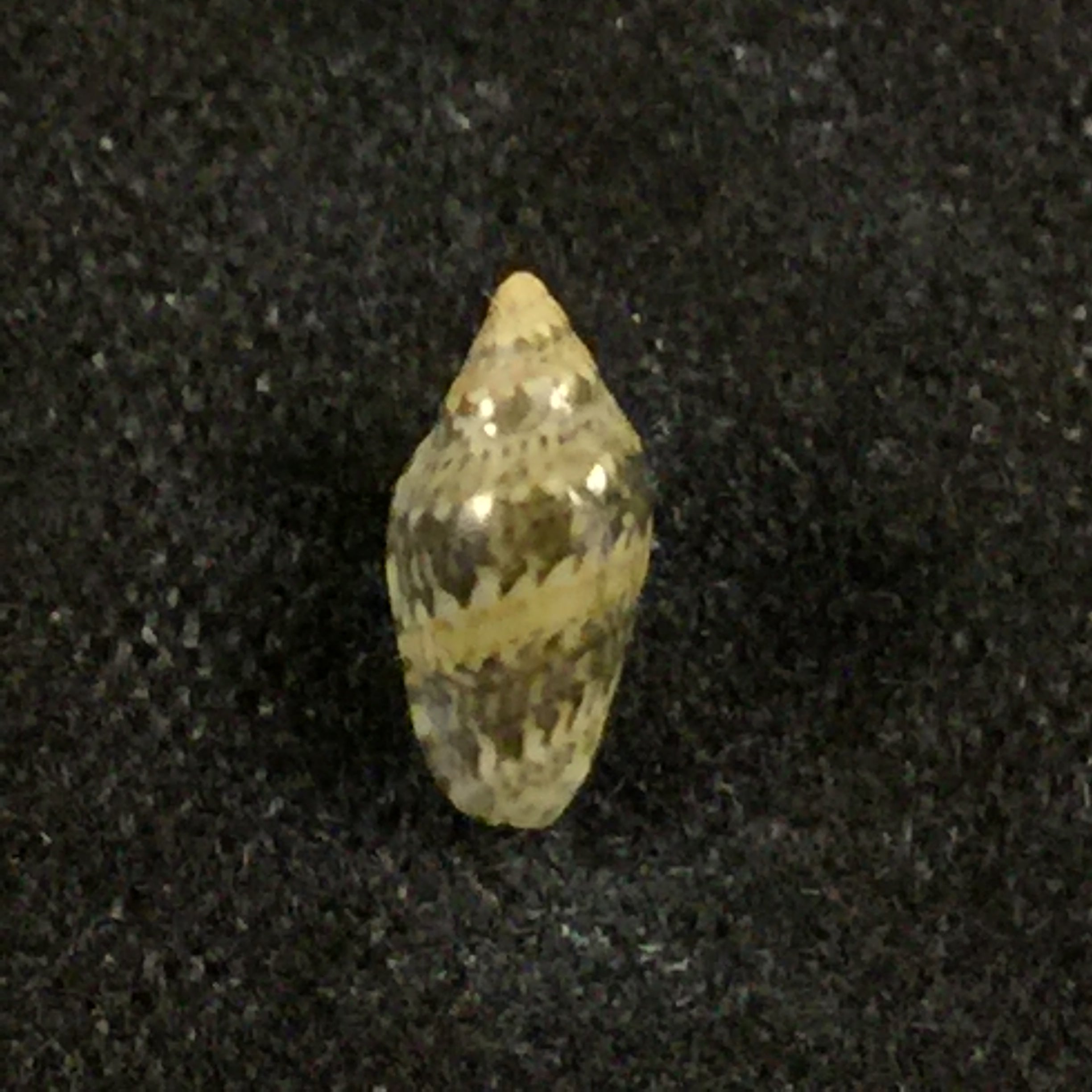 Marginella spinacia Gofas & F. Fernandes, 1988 - 7mm