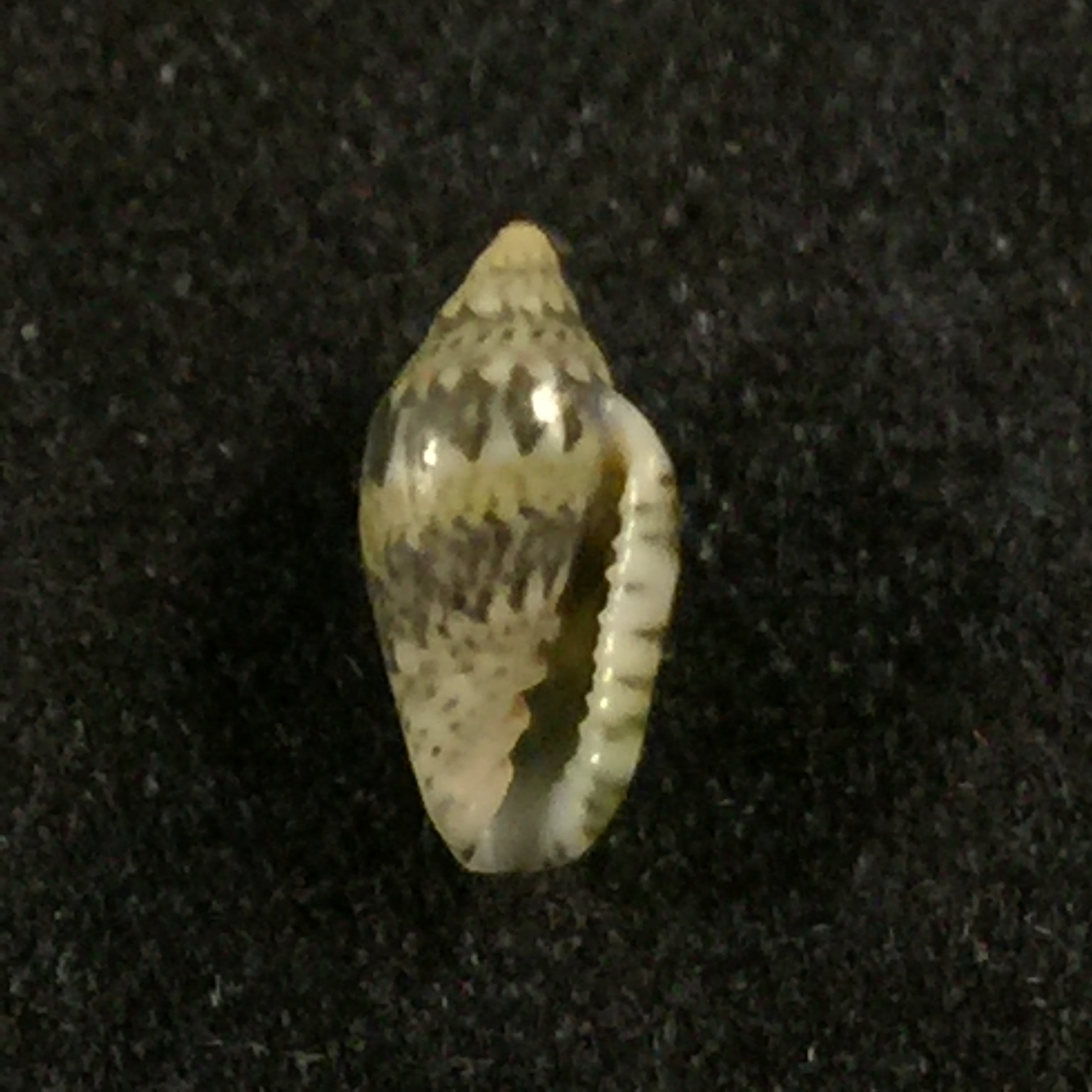 Marginella spinacia Gofas & F. Fernandes, 1988 - 7mm