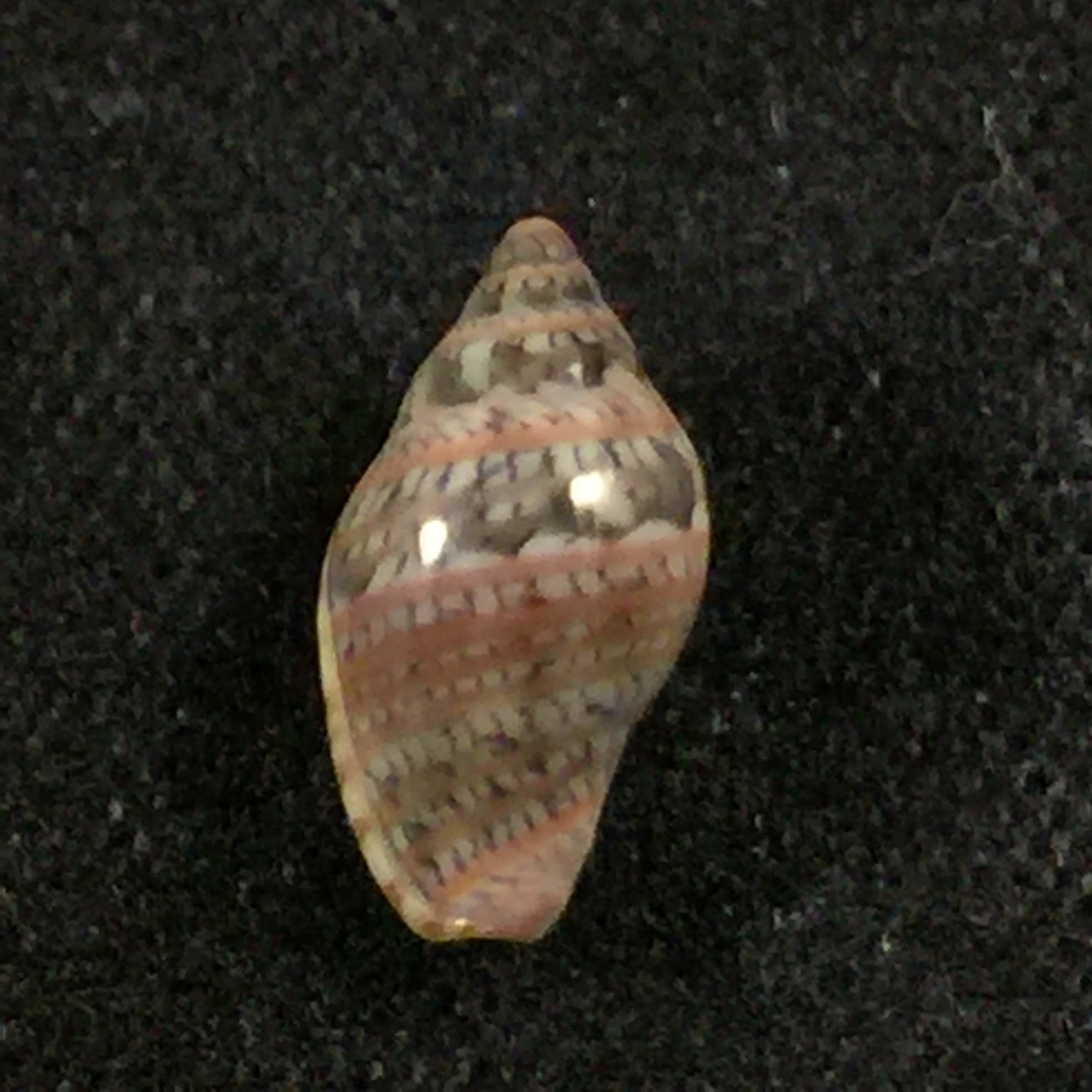 Marginella luculenta Gofas & F. Fernandes, 1994 - 9,7mm