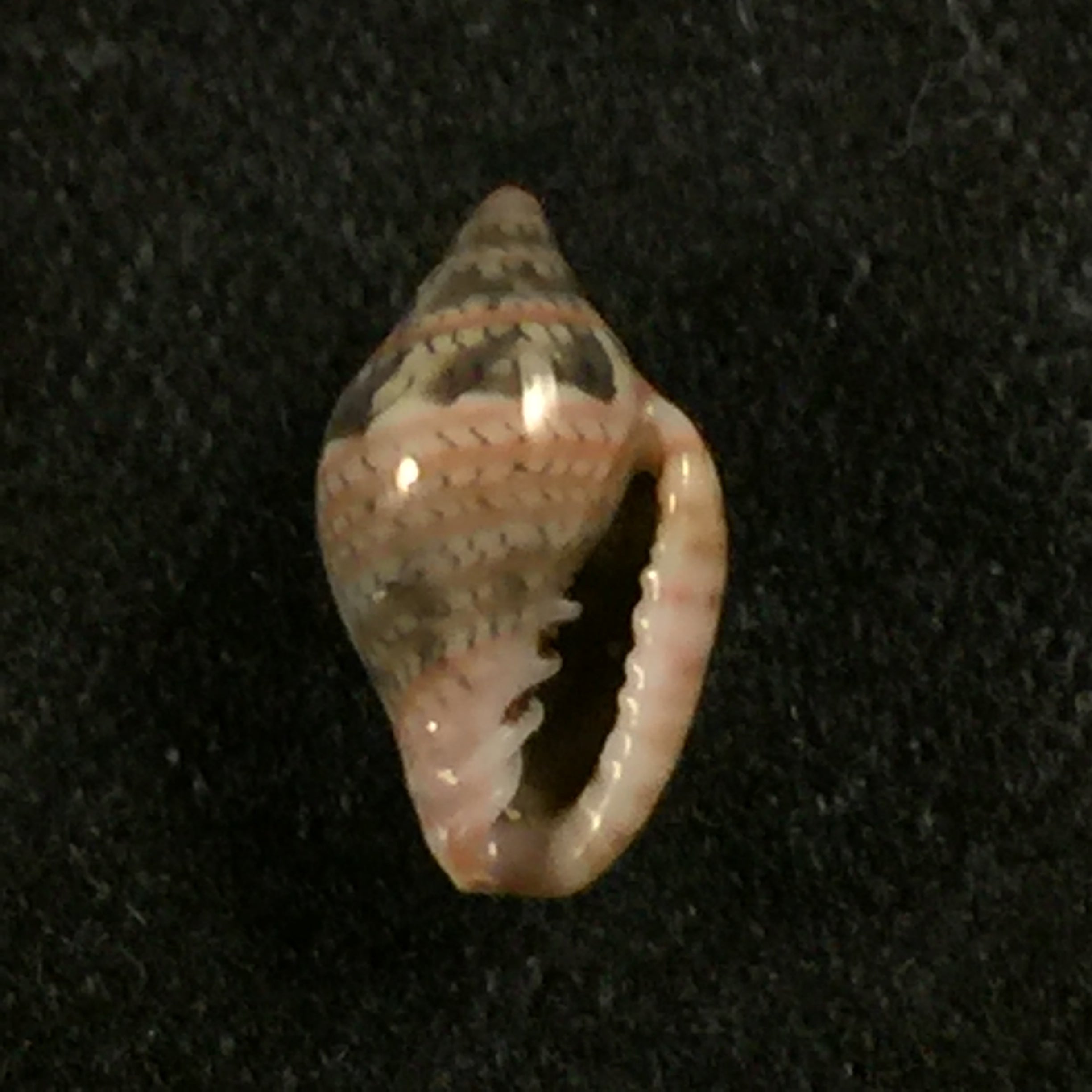 Marginella luculenta Gofas & F. Fernandes, 1994 - 9,7mm