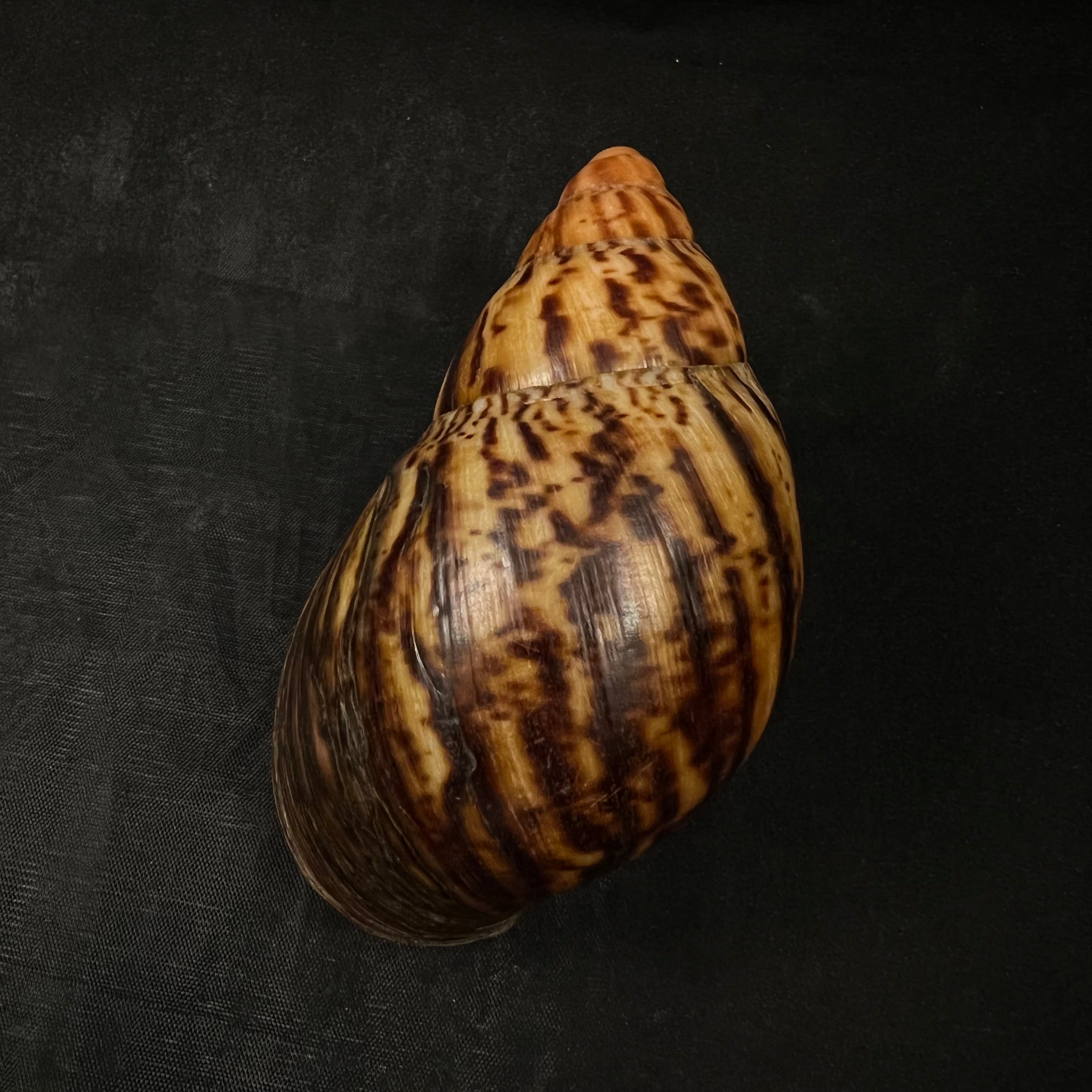 Archachatina marginata egregia (Dautzenberg, 1921) - 96,5mm