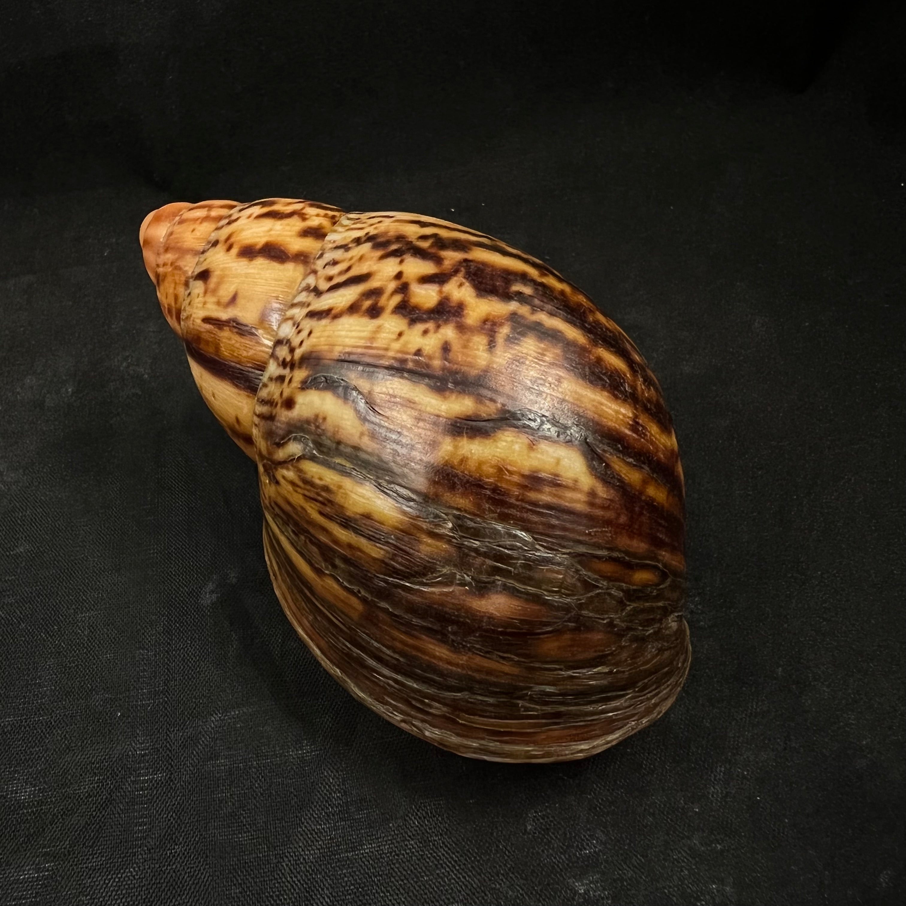 Archachatina marginata egregia (Dautzenberg, 1921) - 96,5mm