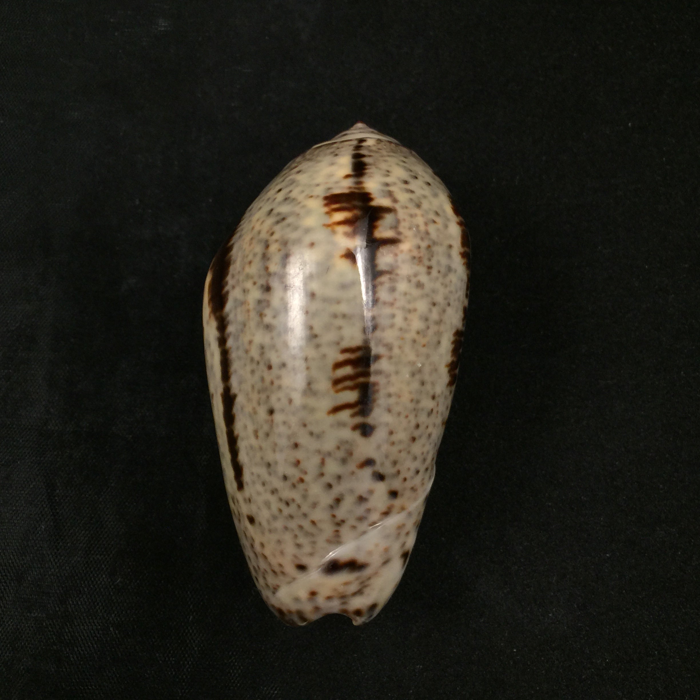 Oliva incrassata (Lightfoot, 1786) - 69,1mm