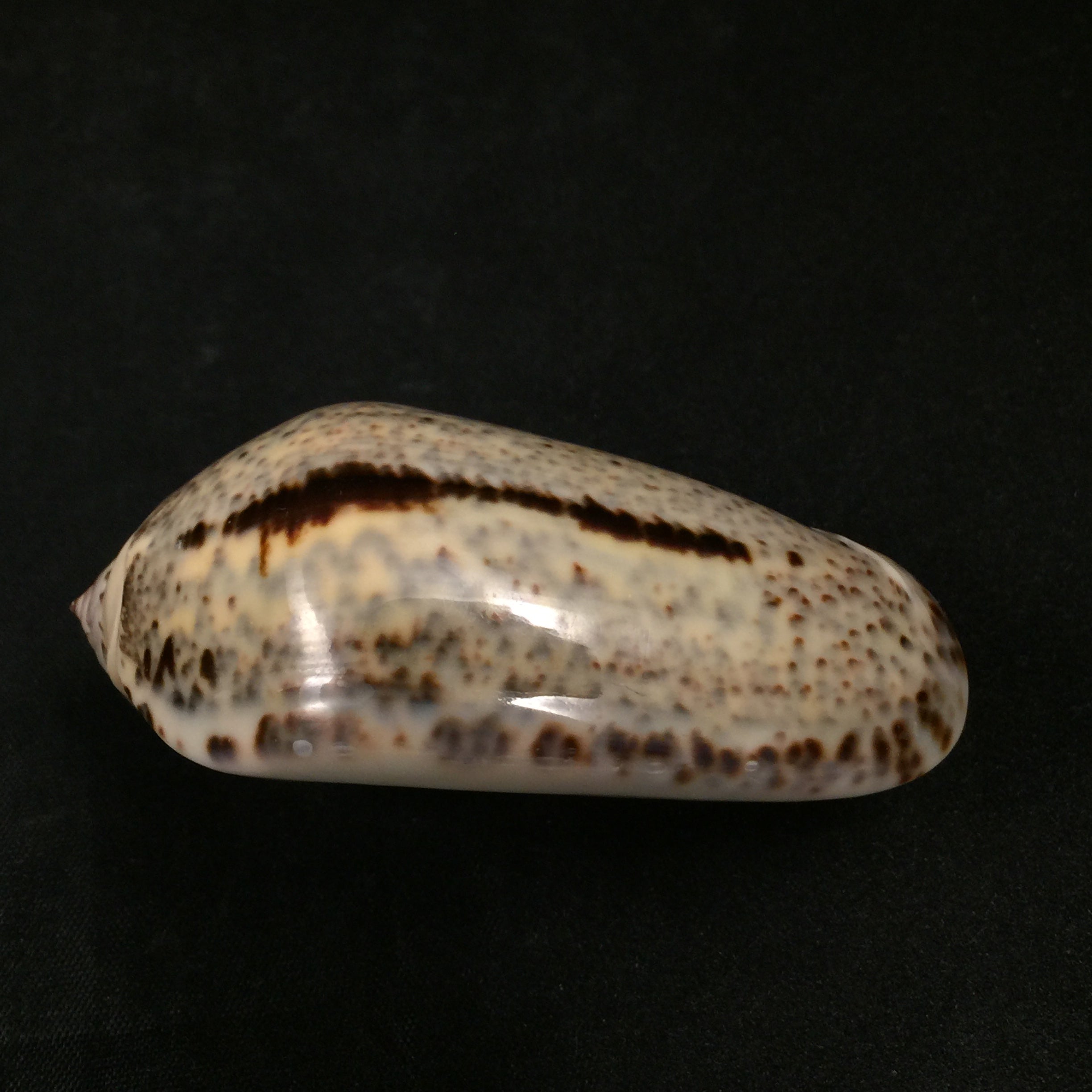Oliva incrassata (Lightfoot, 1786) - 69,1mm