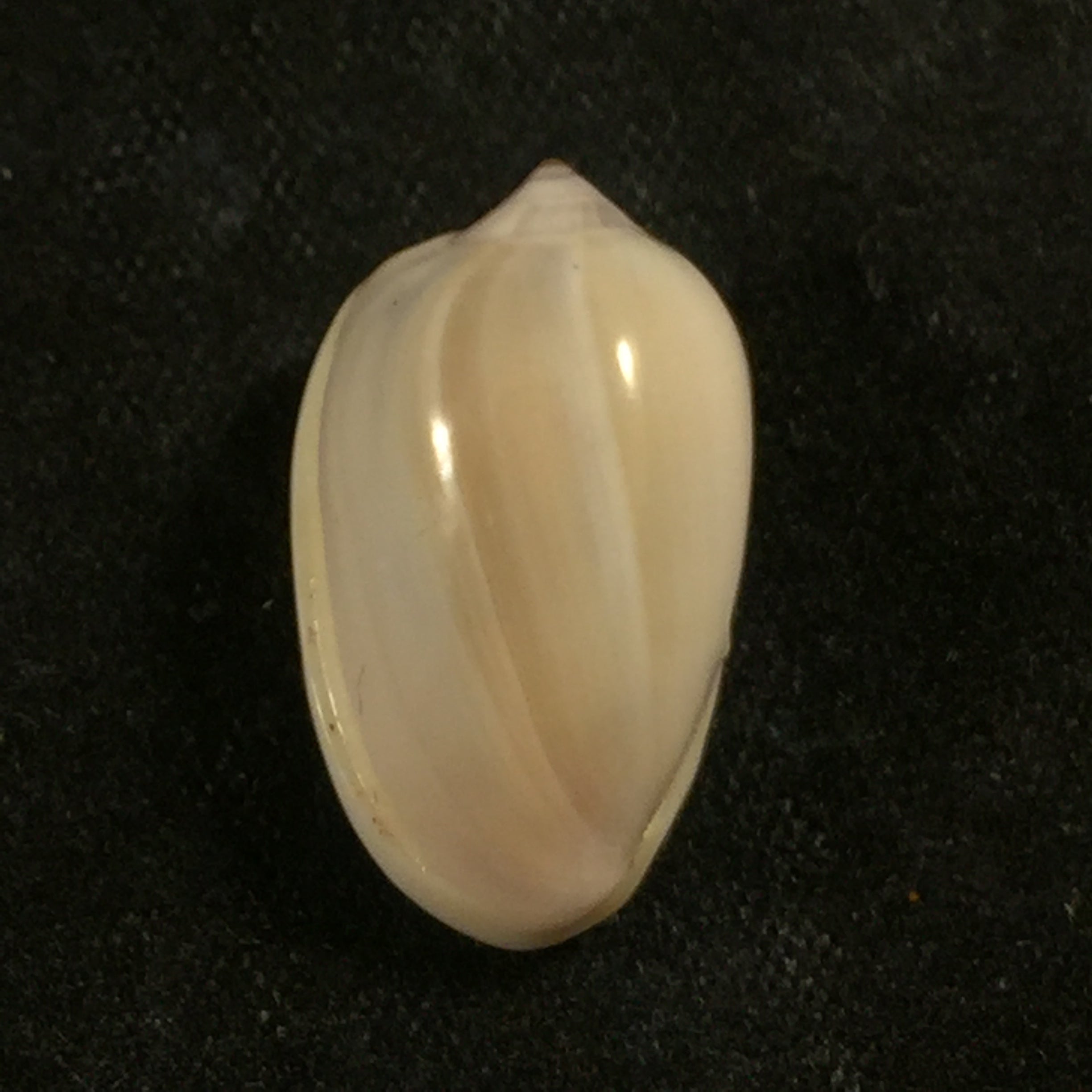 Prunum leonardhilli Petuch, 1990 - 18,7mm