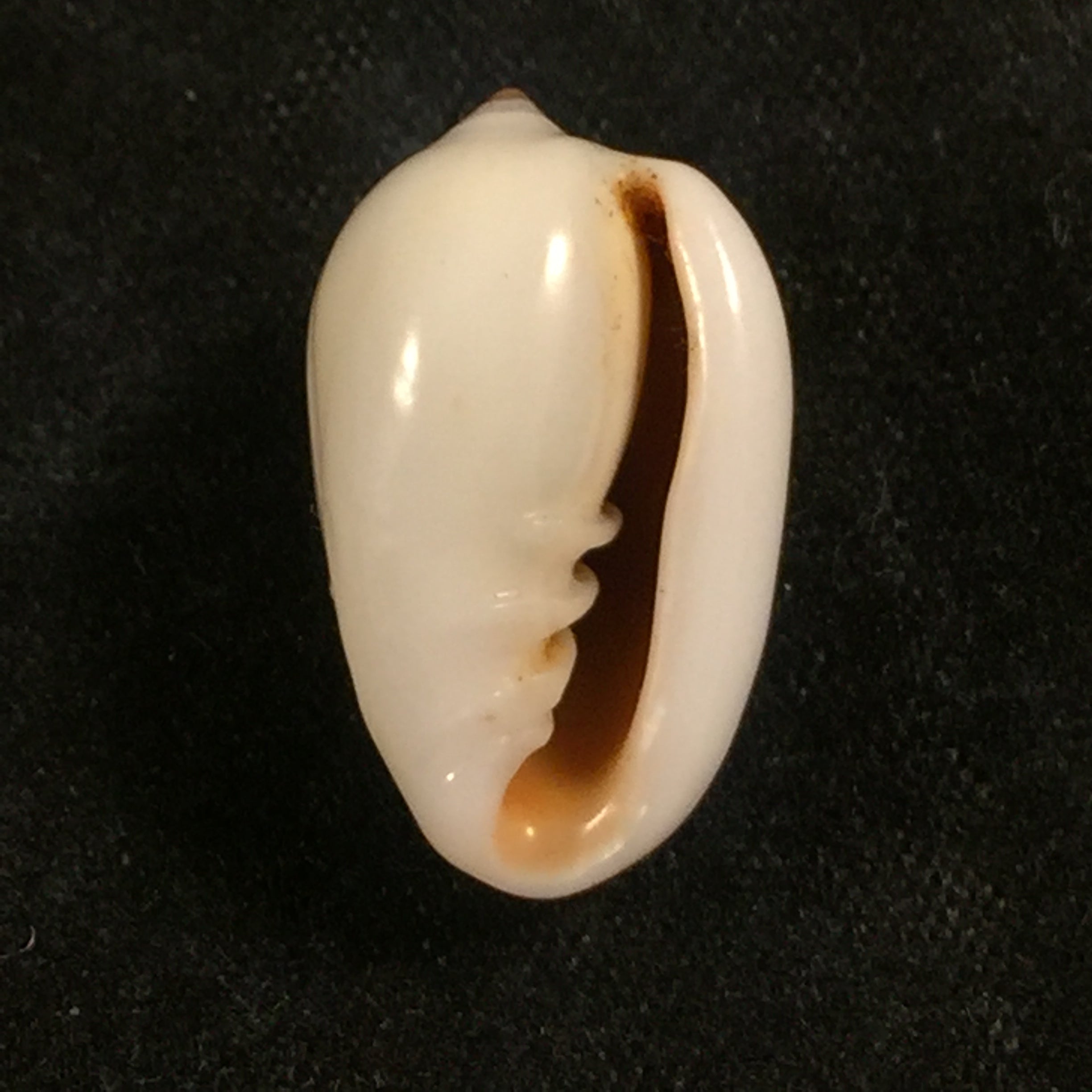 Prunum leonardhilli Petuch, 1990 - 18,7mm