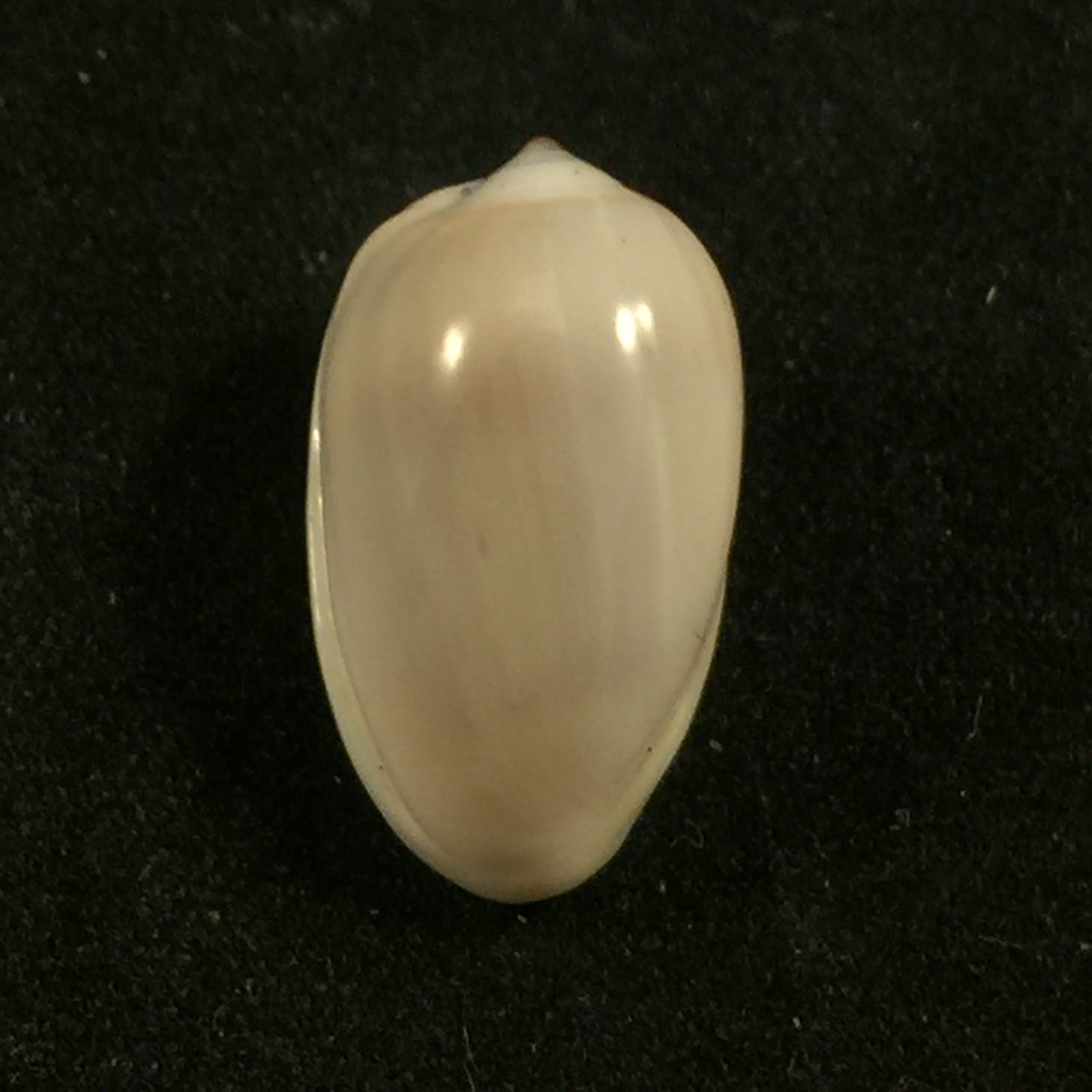 Prunum leonardhilli Petuch, 1990 - 18,4mm